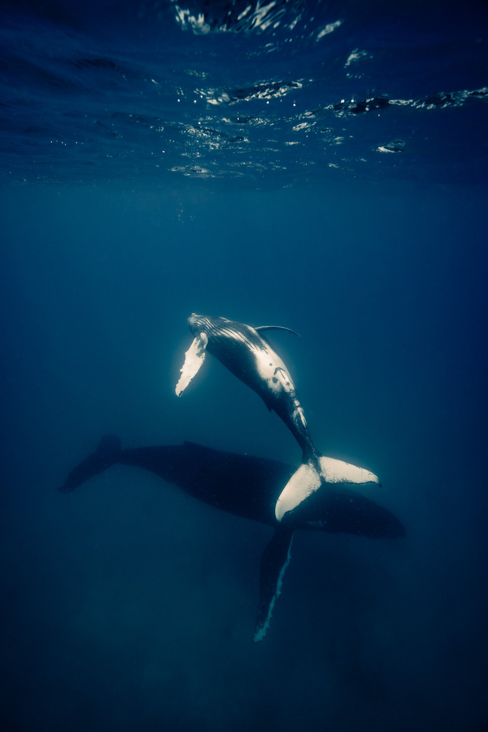 whales-underwater-photography-2.jpg