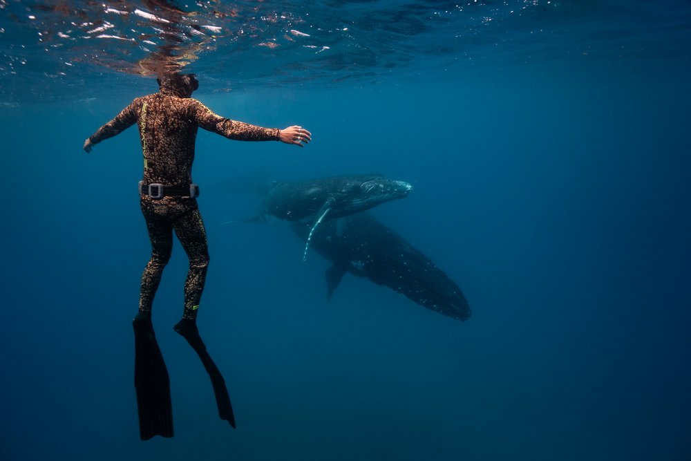 whales-underwater-photography.jpg