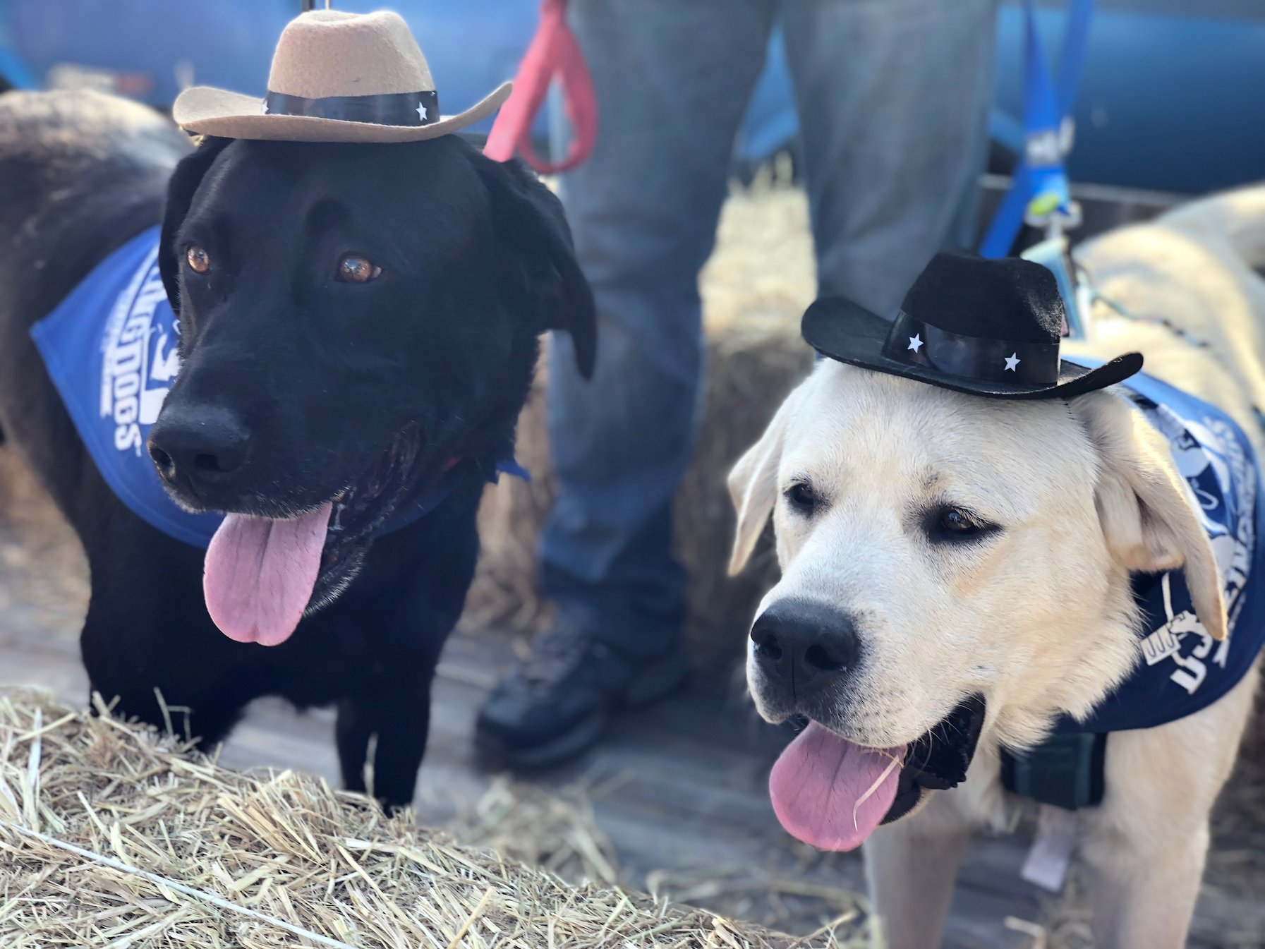Howl-oween at Dueling Dogs Brewery - Lincoln, CA