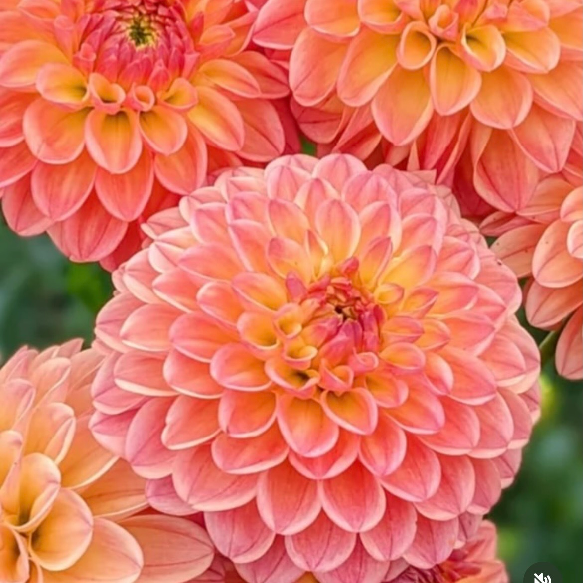 IMG_9023.png