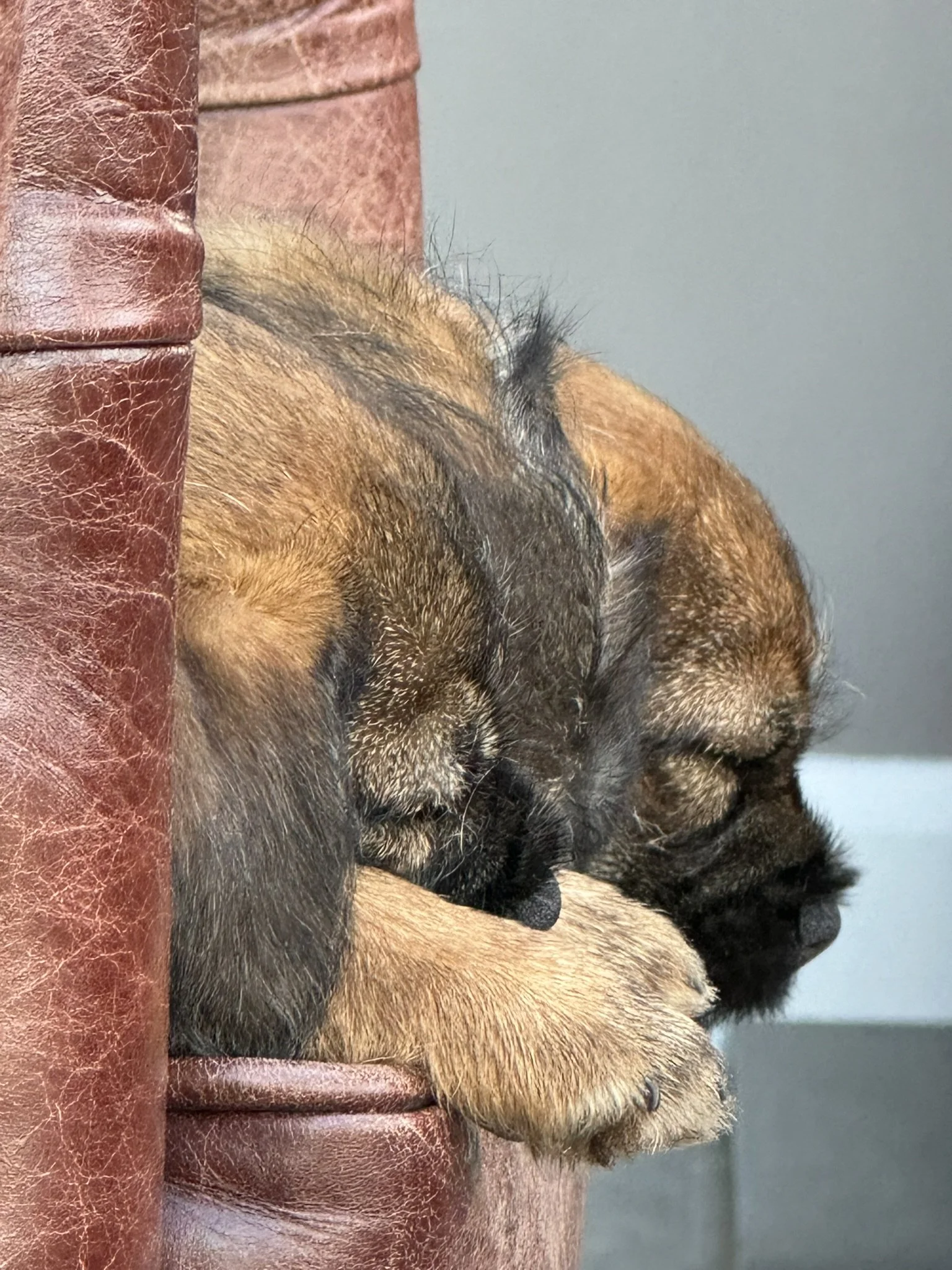 Breed Health Report 2023