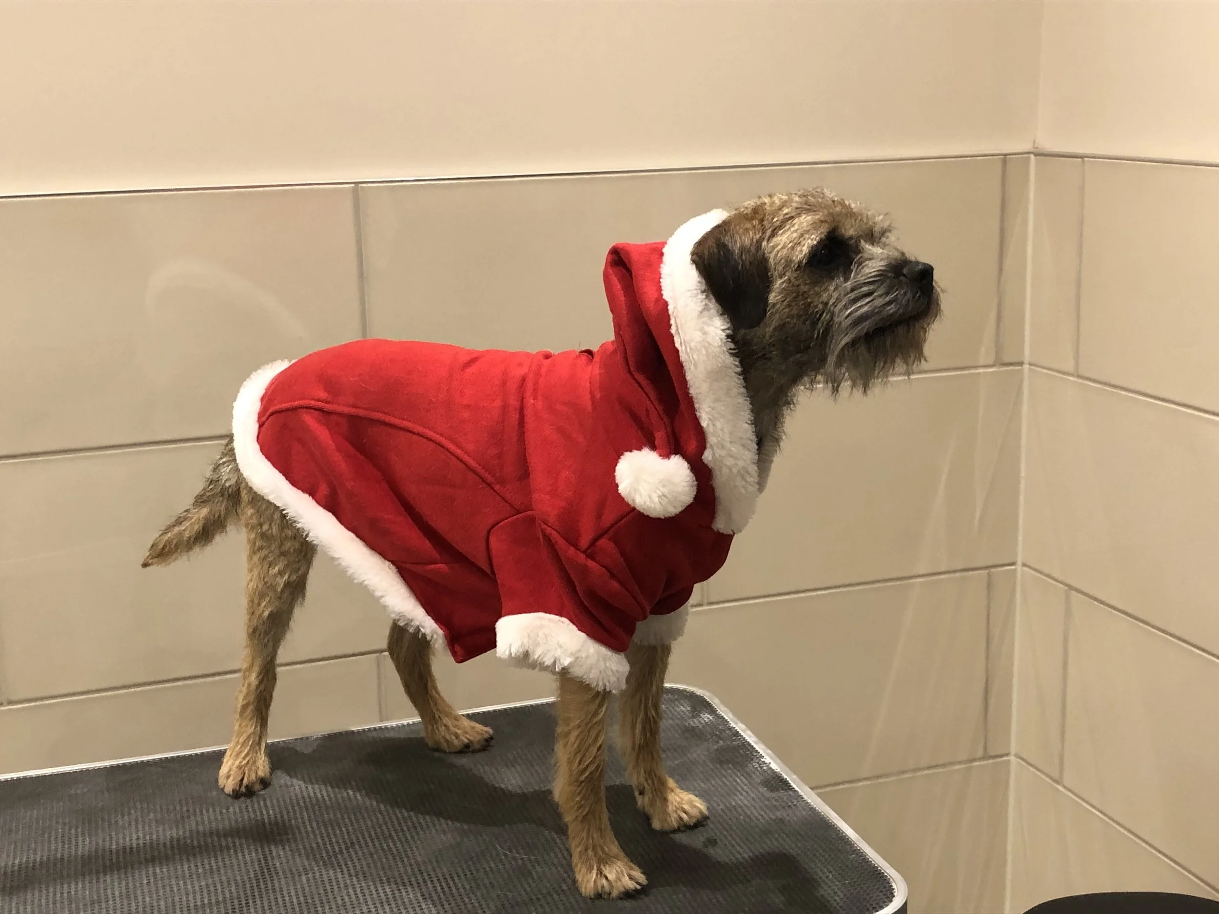 Having a Canine Christmas