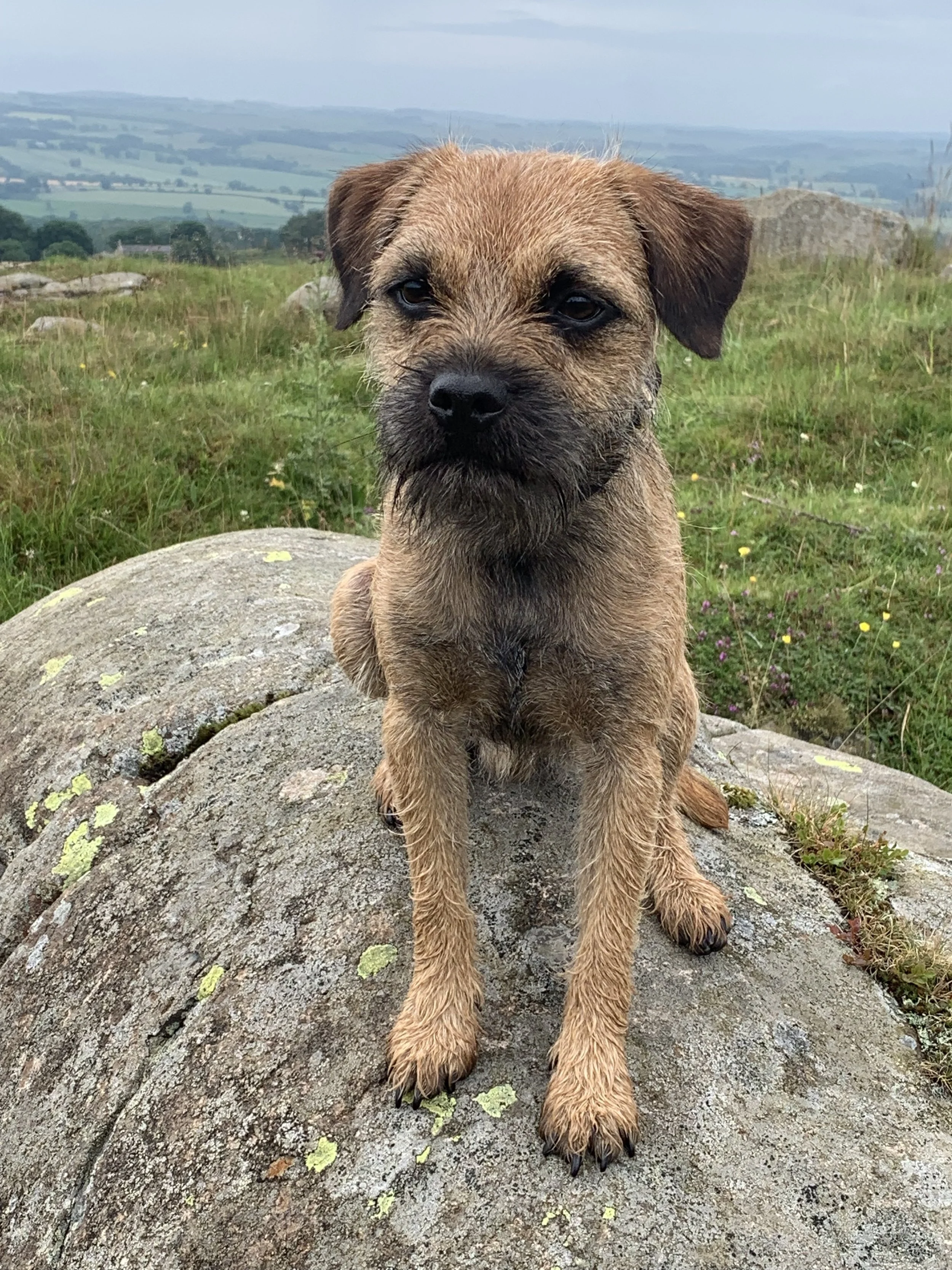 Unravelling Gallbladder Disease in Border Terriers 