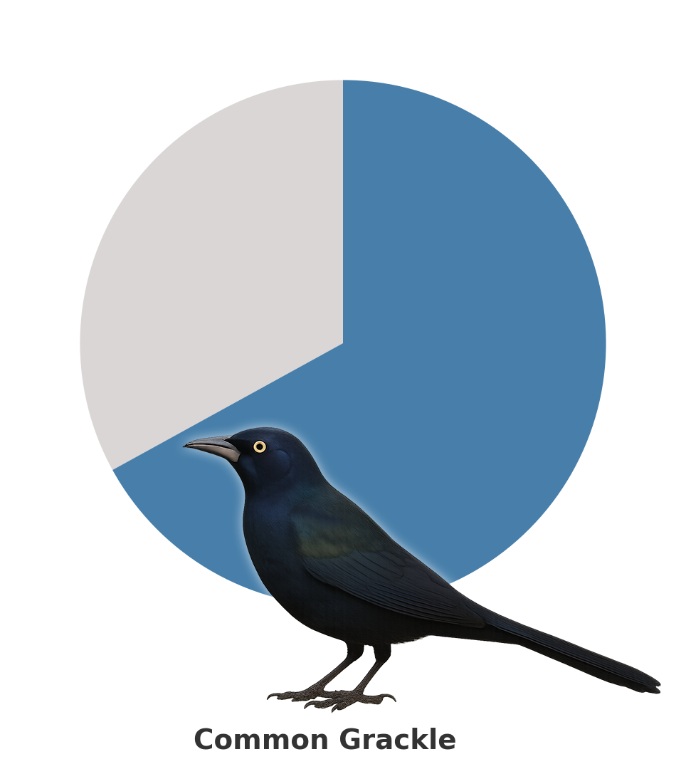 Common_Grackle.png