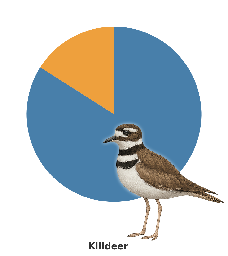 Killdeer.png
