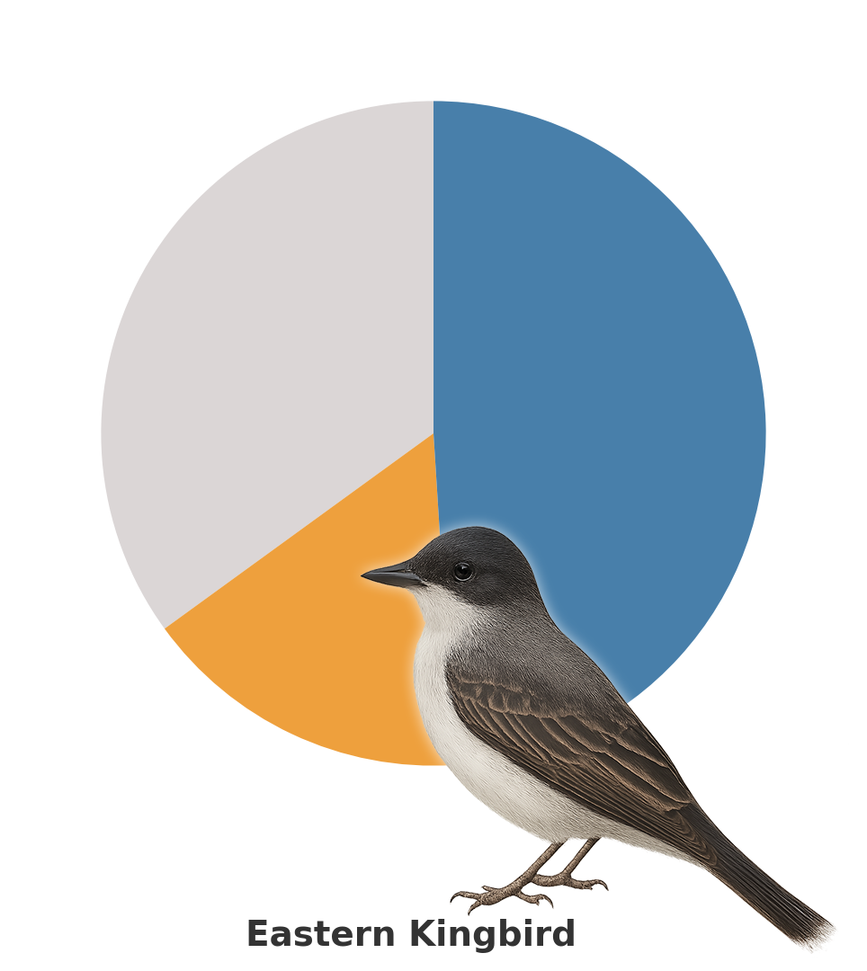 Eastern_Kingbird.png