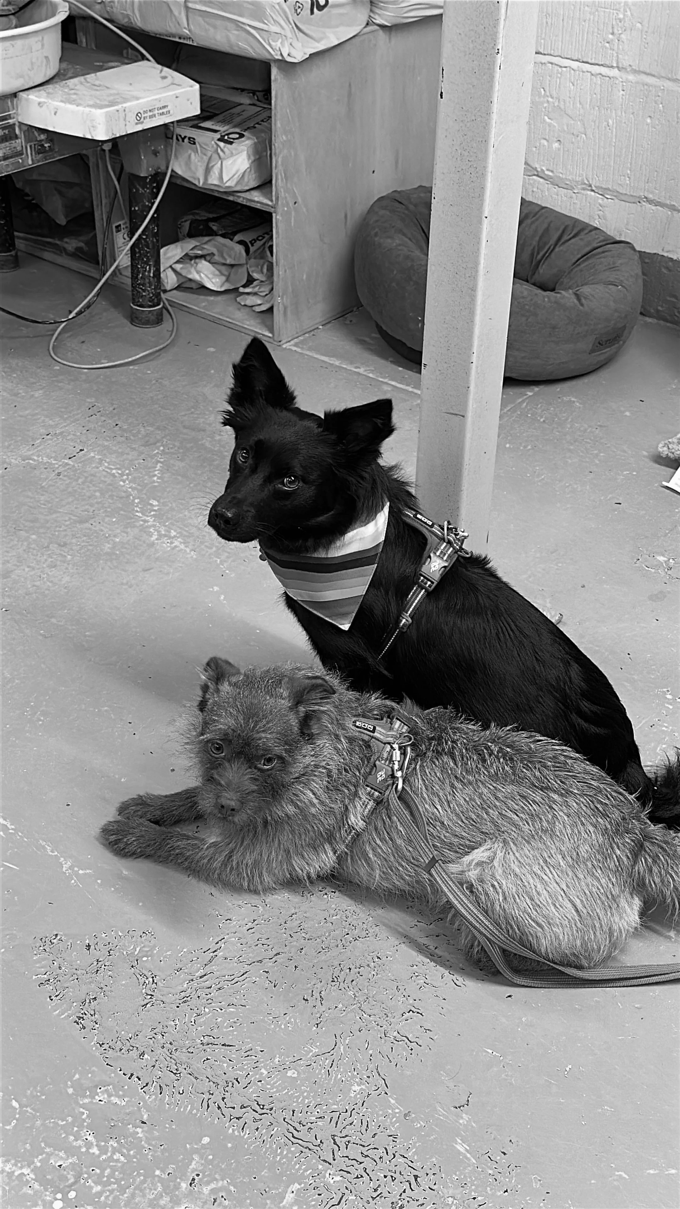 A black dog and a scruffy, lighter-colored dog are lying on the floor in an indoor setting. The black dog is sitting upright, wearing a striped bandana and harness, while the lighter dog is lying down with a harness. There is a pet bed and shelves with bags and supplies in the background.