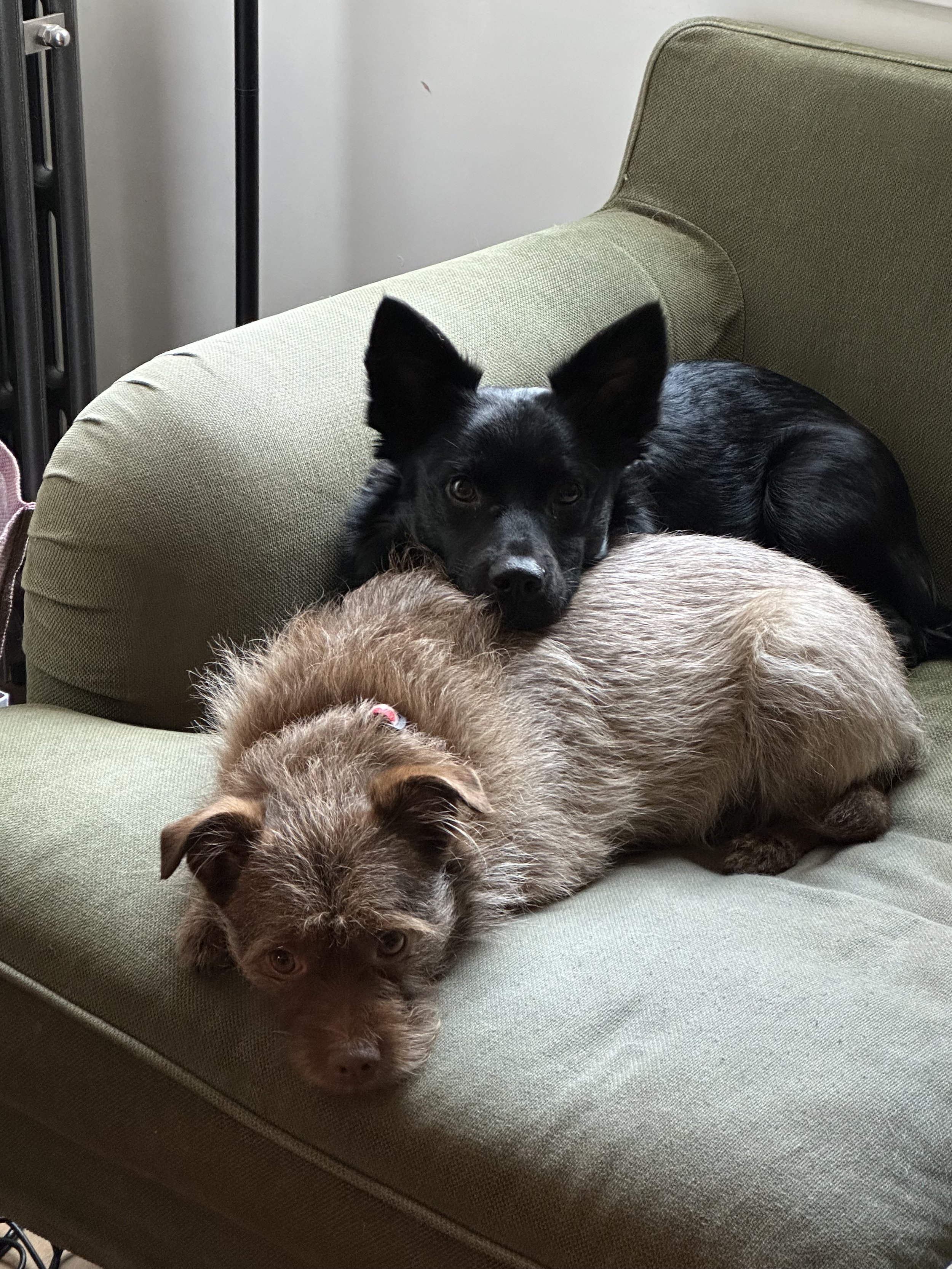 Two dogs resting on a green couch, one black and one brown.