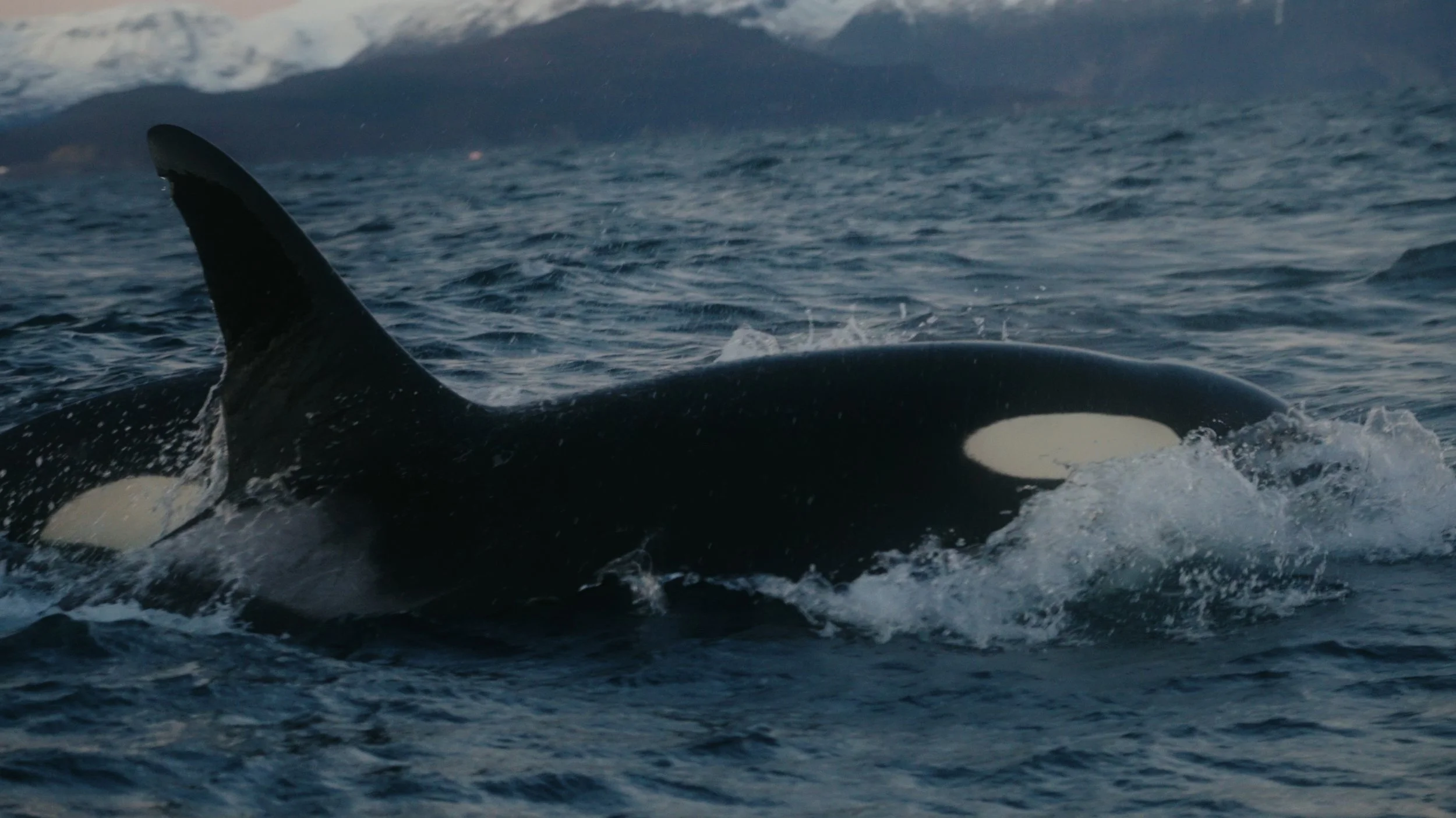 V5 EXPORT STILLS_2.51.1.jpg