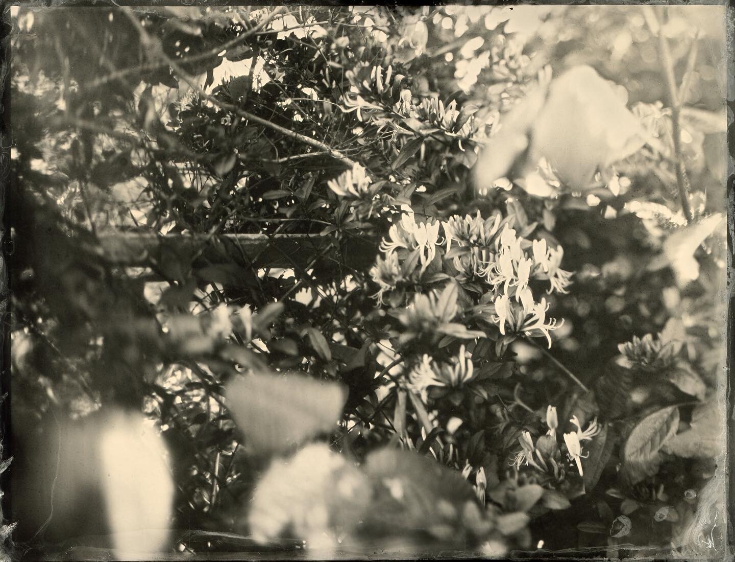 Studies in light, perspective and mood 🍯🌱⛓️⛓️
&bull;
HS 03,
Tintype 4x5, 2023
&bull;
HS 04,
Tintype 4x5, 2023