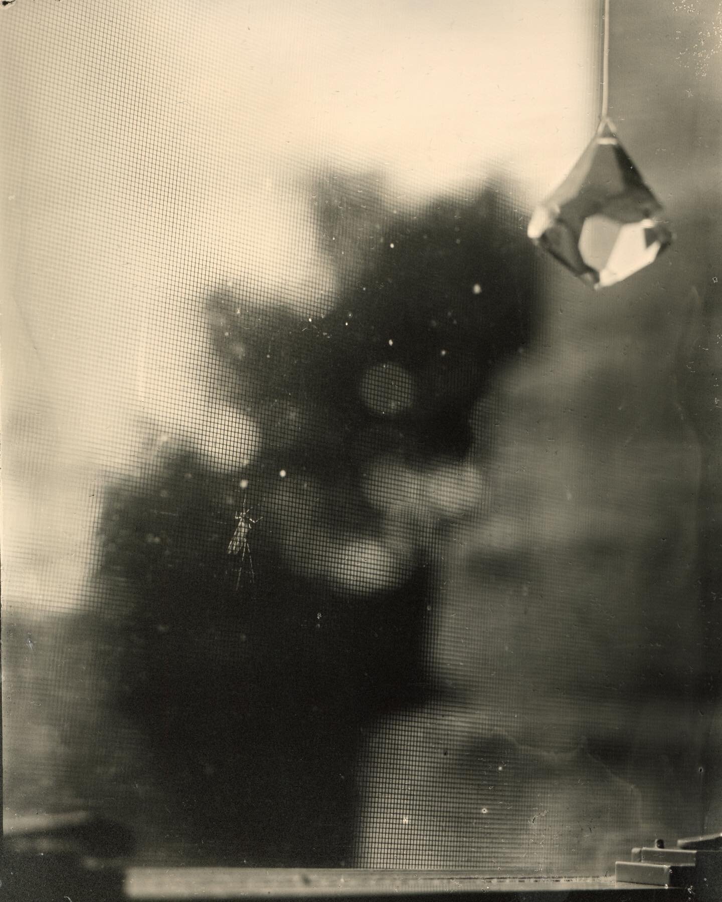 Mayfly on the screen &bull; 4x5