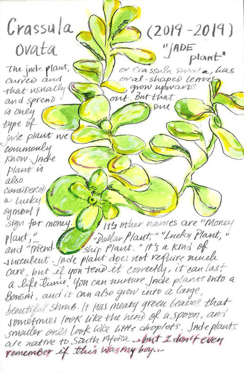 Crassula Ovata, 2020, Plant Obituary, watercolor and Chinese ink on paper, 6 x 8 inches