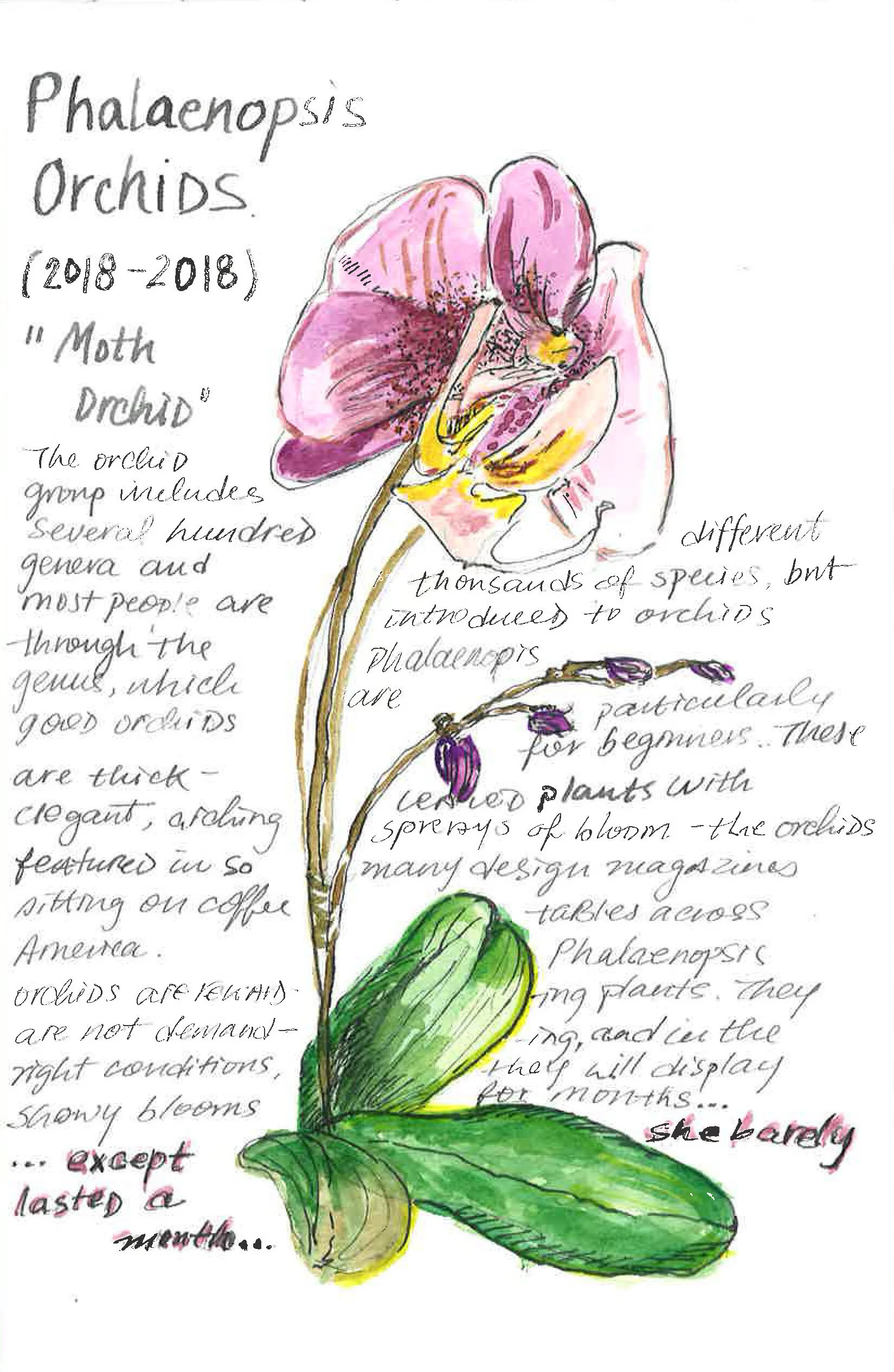 Phalaenopsis Orchids, 2020, Plant Obituary, watercolor and Chinese ink on paper, 6 x 8 inches