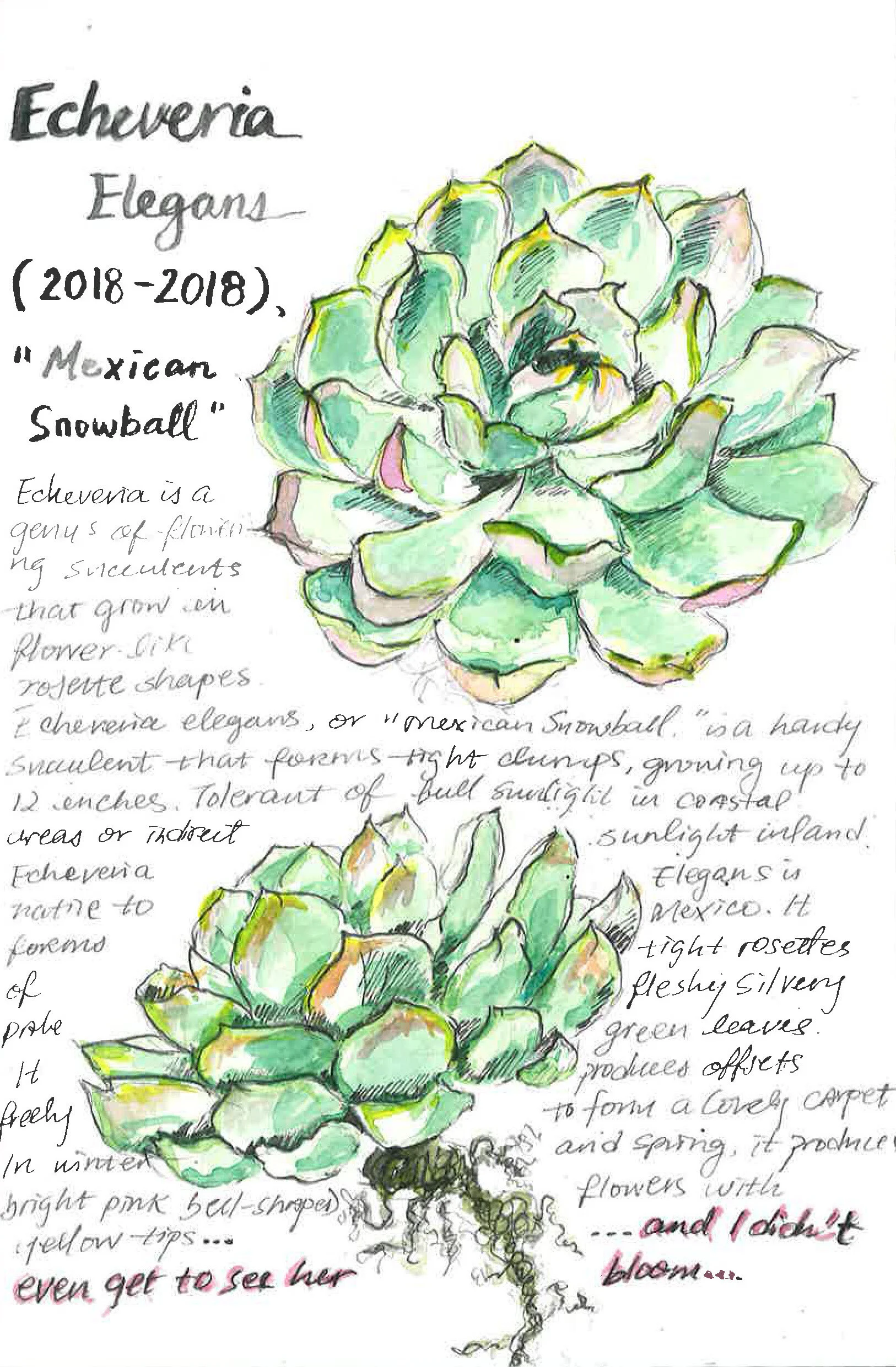 Echeveria Elegans, 2020, Plant Obituary, watercolor and Chinese ink on paper, 6 x 8 inches