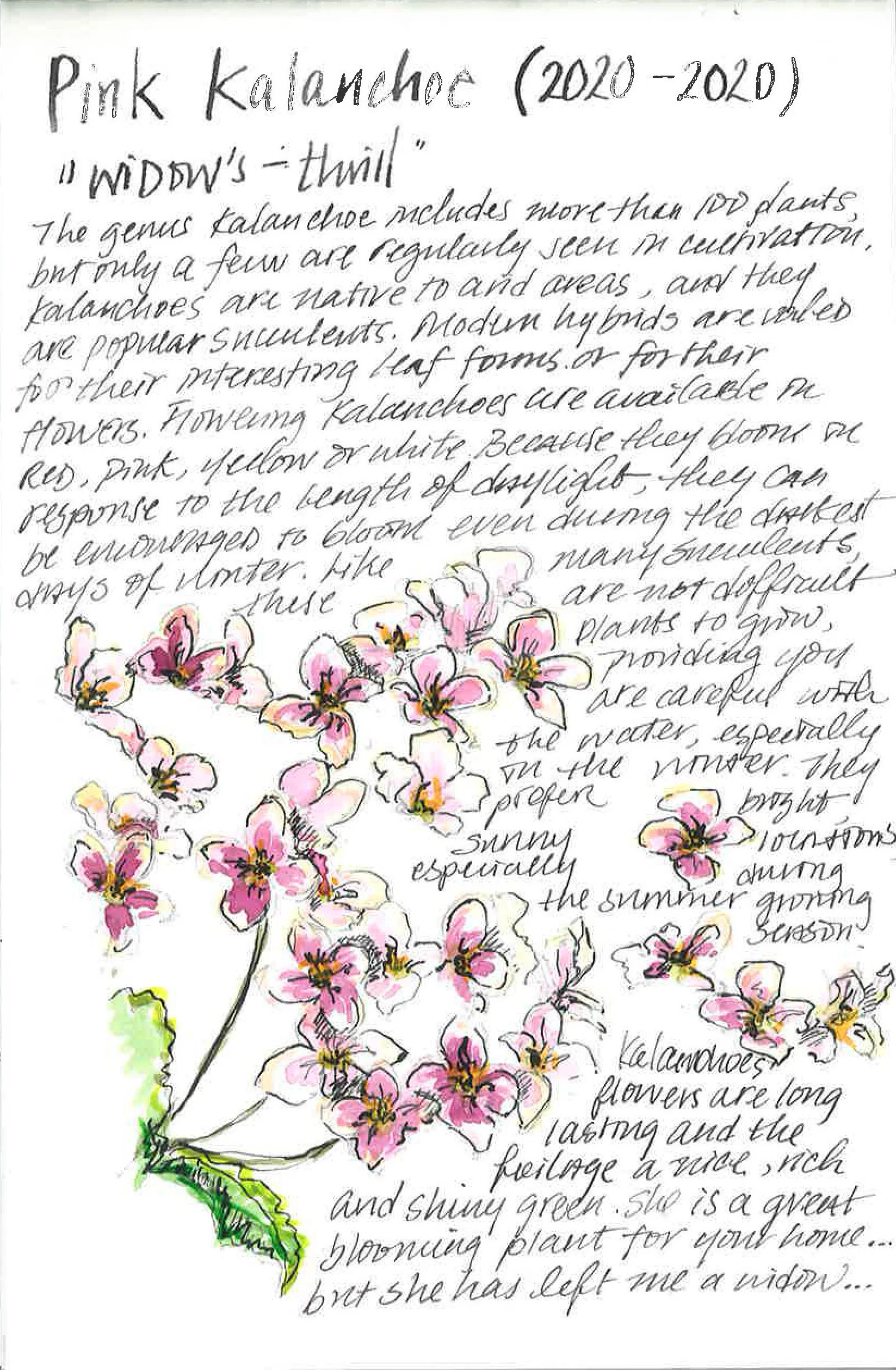Pink Kalanchoe, 2020, Plant Obituary, watercolor and Chinese ink on paper, 6 x 8 inches