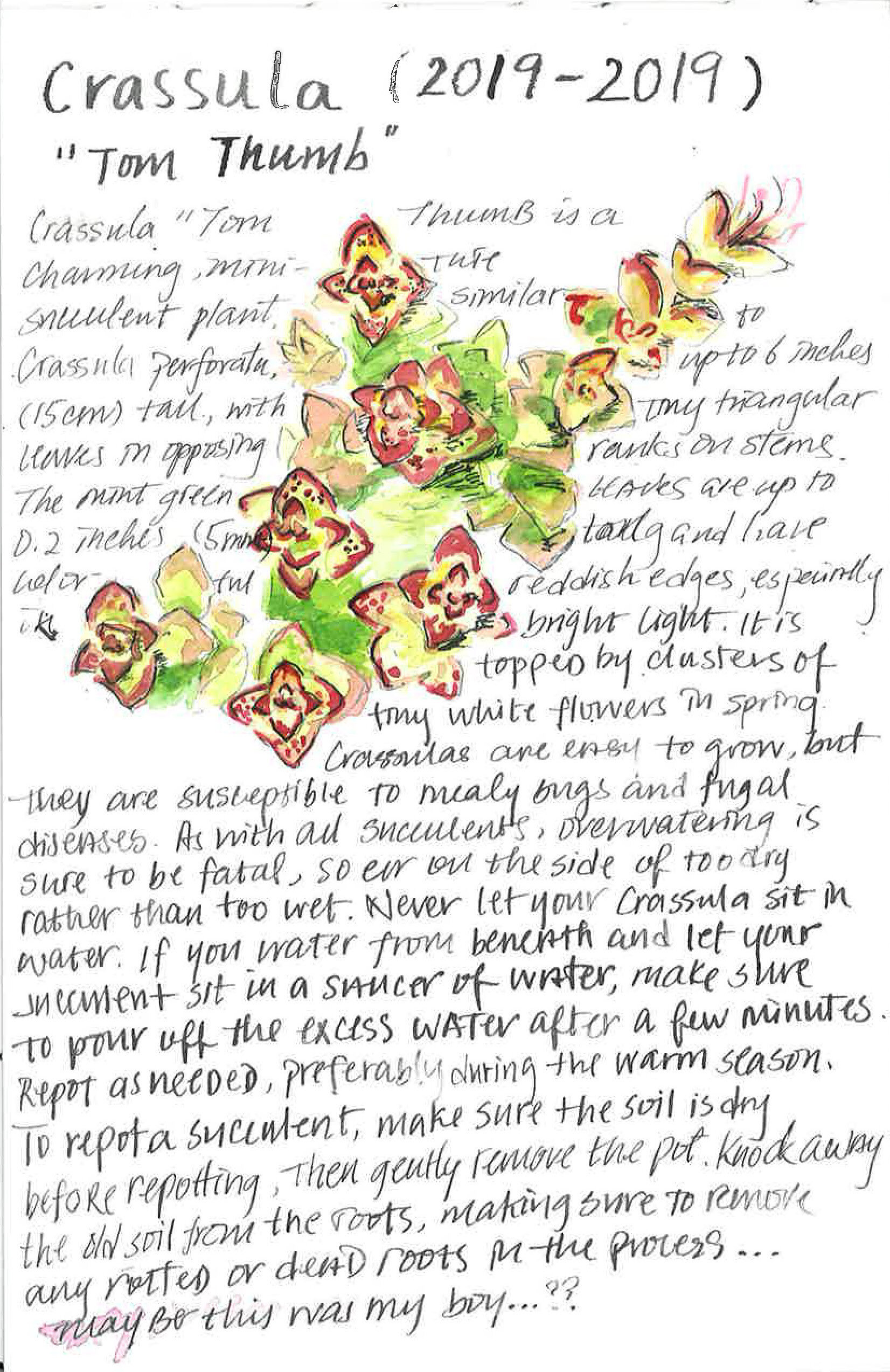 Crassula, 2020, Plant Obituary, watercolor and Chinese ink on paper, 6 x 8 inches