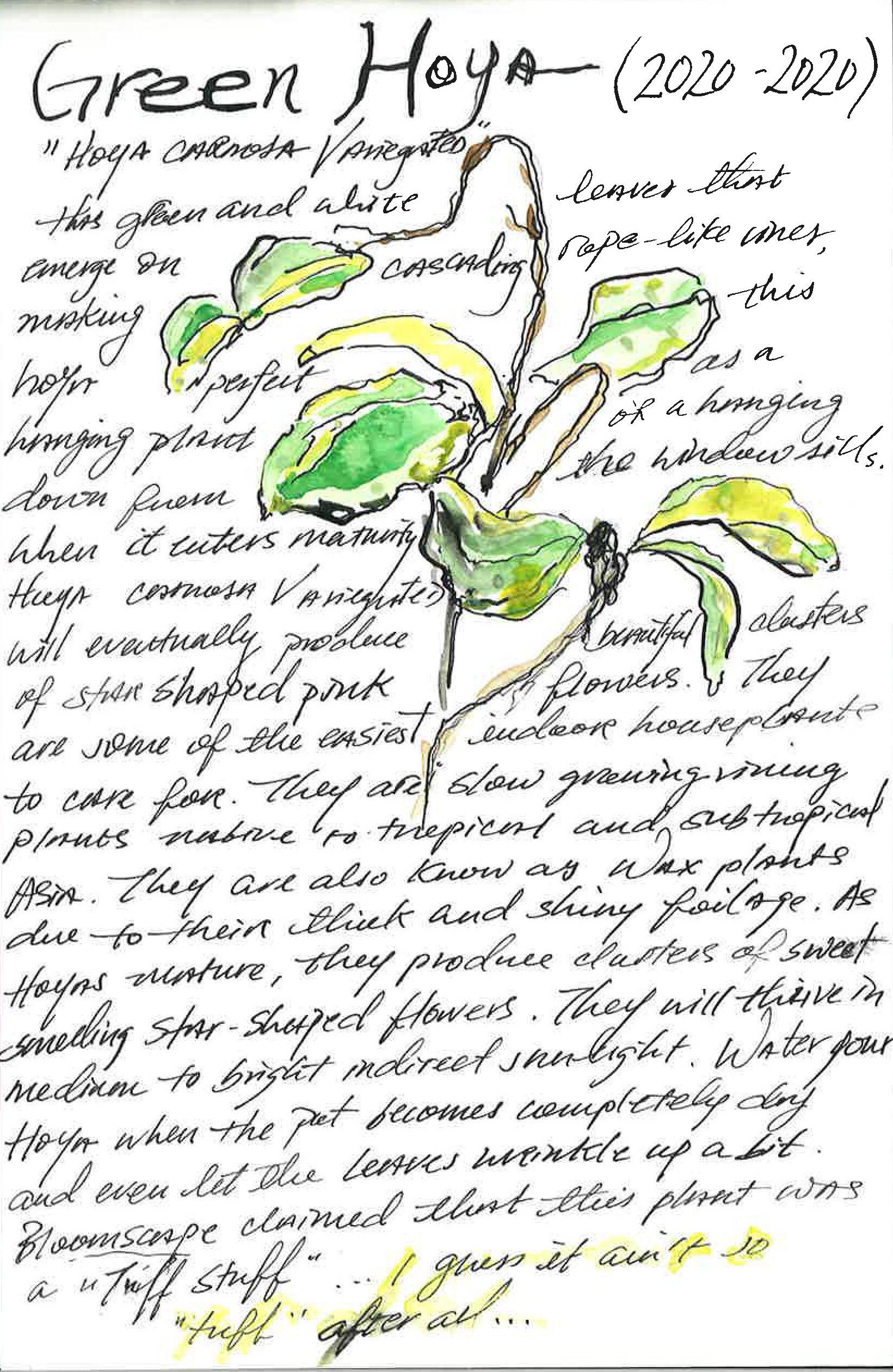 Green Hoya, 2020, Plant Obituary, watercolor and Chinese ink on paper, 6 x 8 inches
