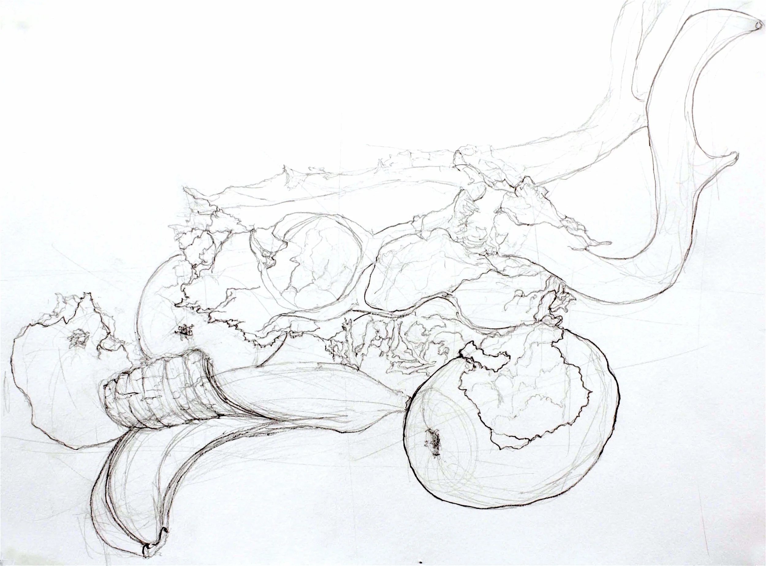 Still-Life (2), 2016, Completed for Drawing Nature Course, graphite on paper, 24 x 18 inches