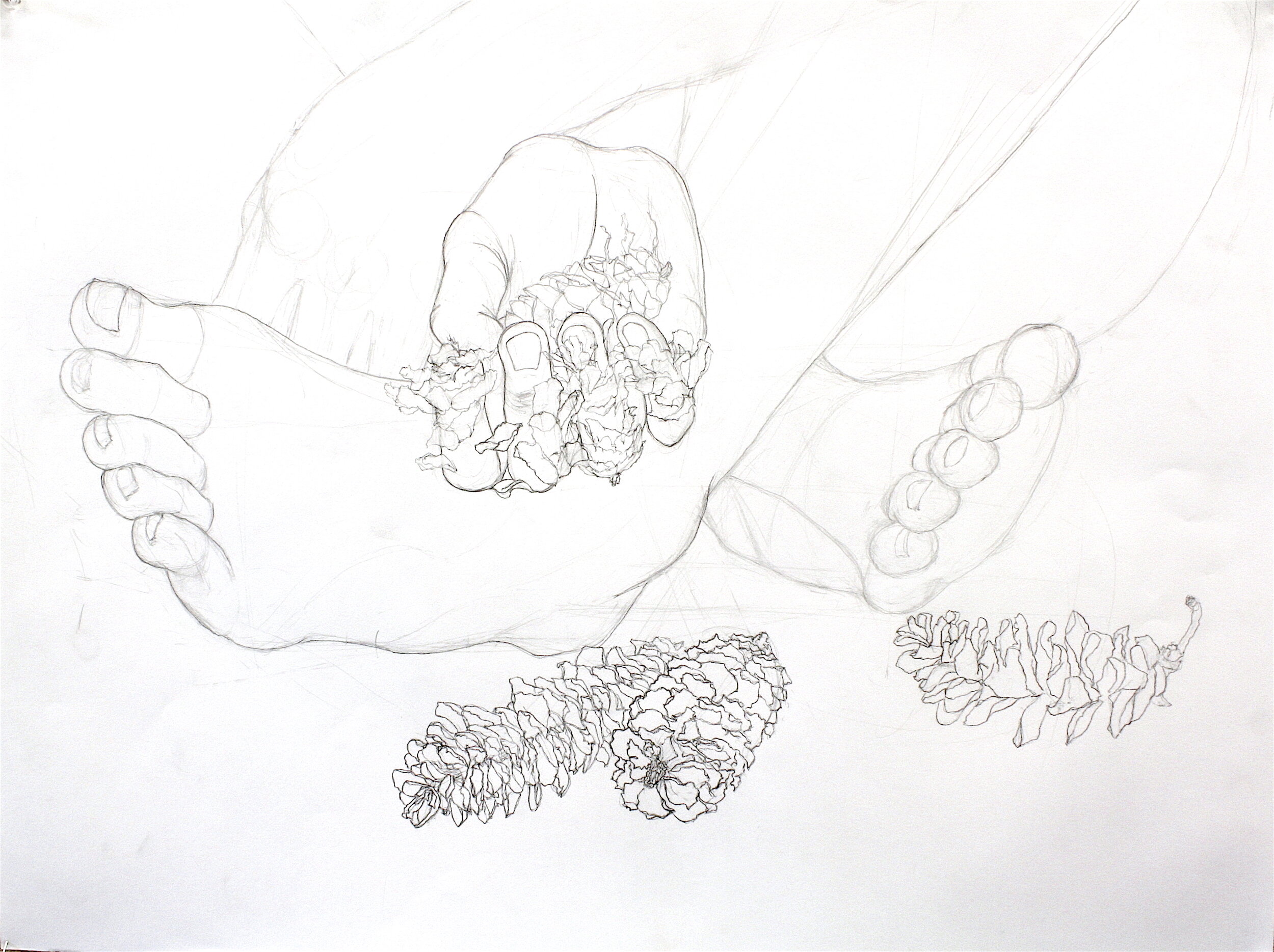 Bloom, 2016, Completed for Drawing Nature Course, graphite on paper, 24 x 18 inches