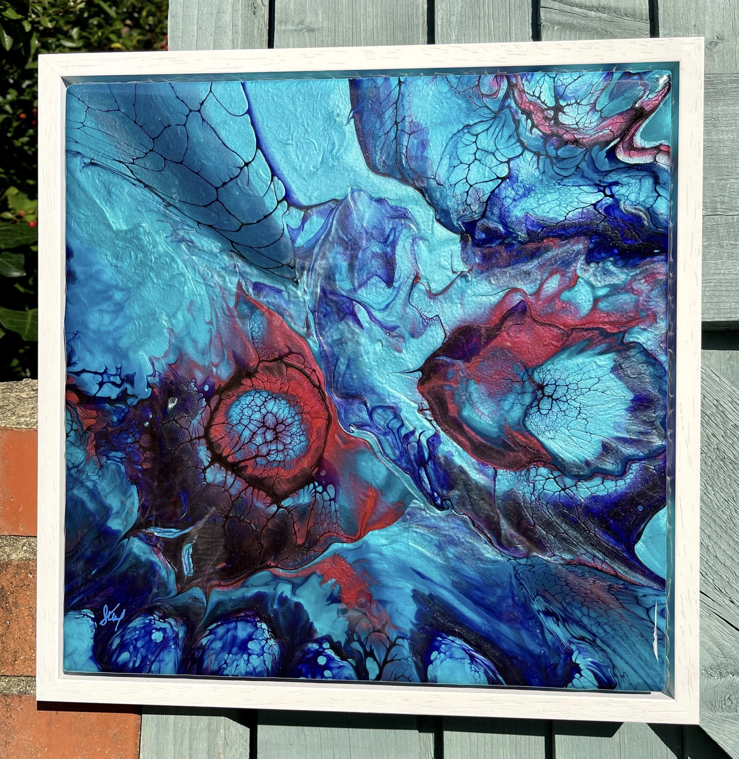 Gracilaria - front.JPG