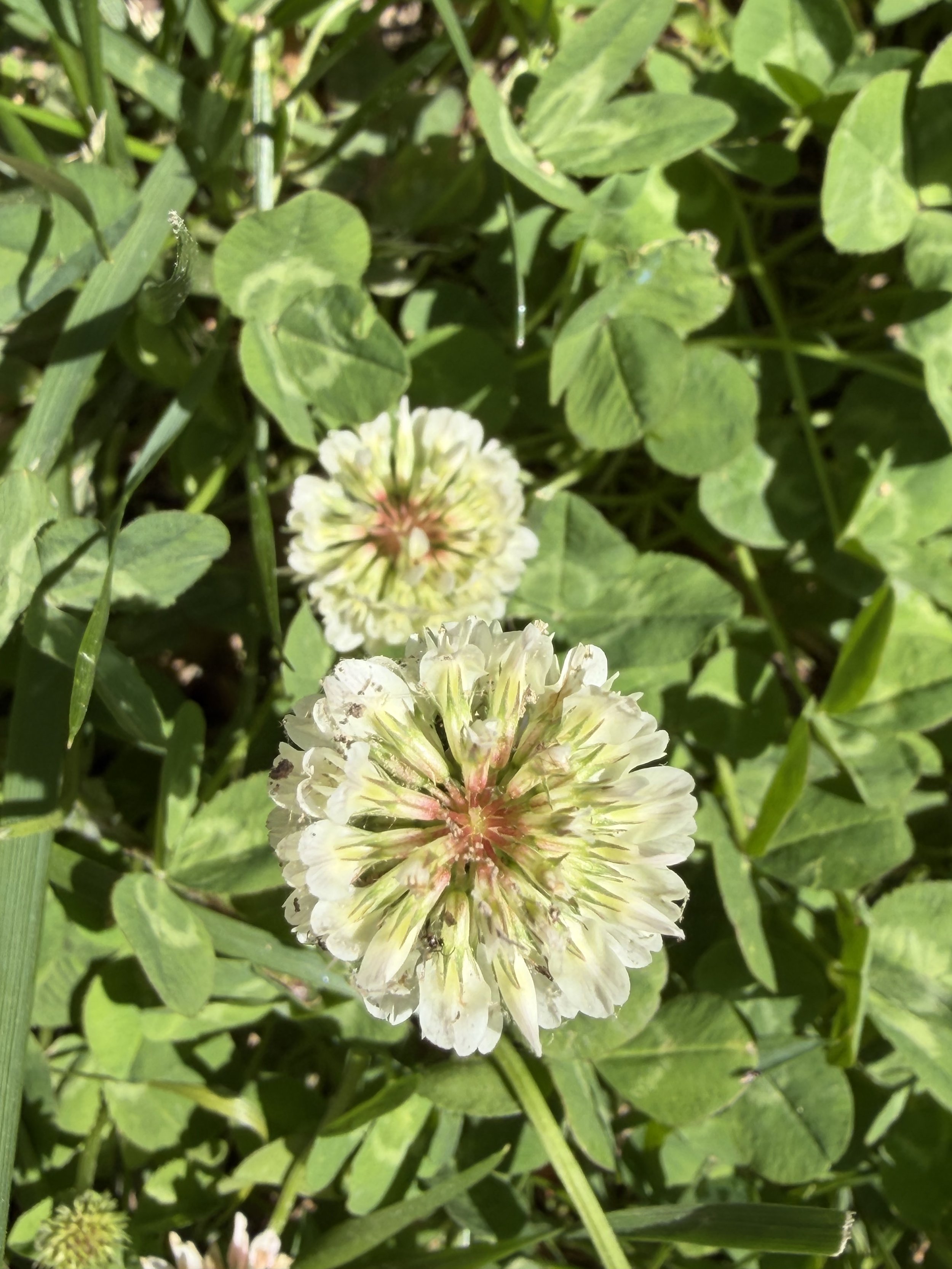 IMG_8034.jpeg