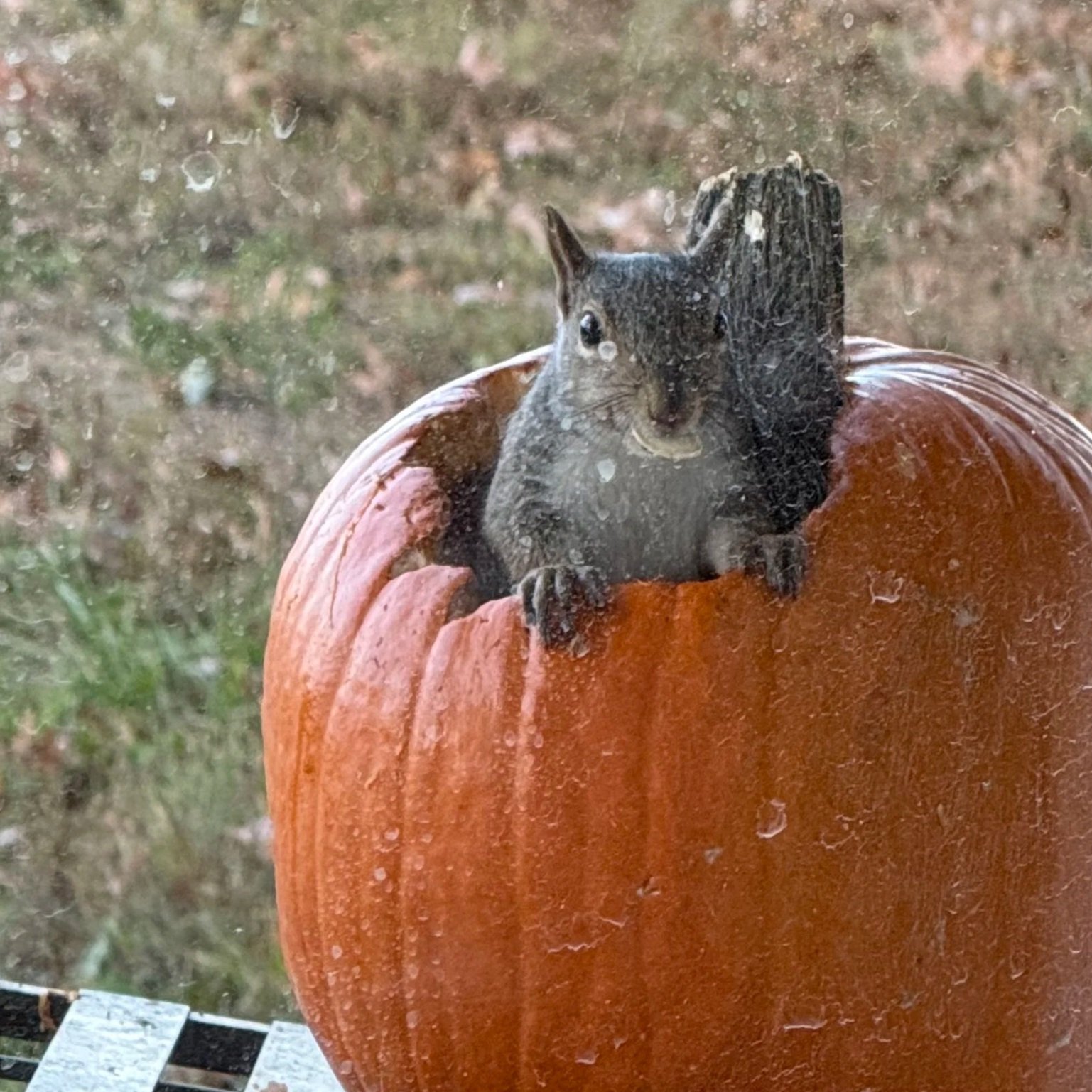 My new friends loved my Jack-o-Lanterns!