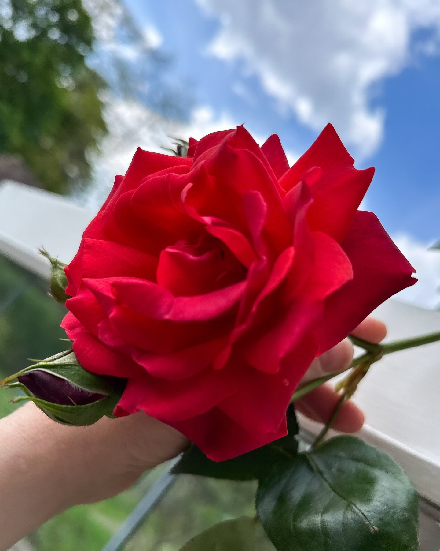 The first red rose of this year bloomed today 🌹Finally feeling a bit like the seasons are changing. Wanted to say a big Thank You to everyone who came along to The Maker Space over the long weekend to support not only myself but the fabulous venue a