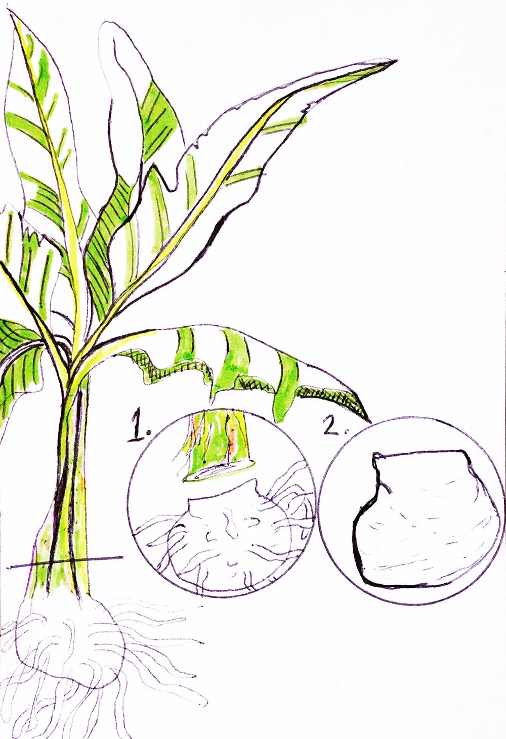 Banana Tree Root Drawing