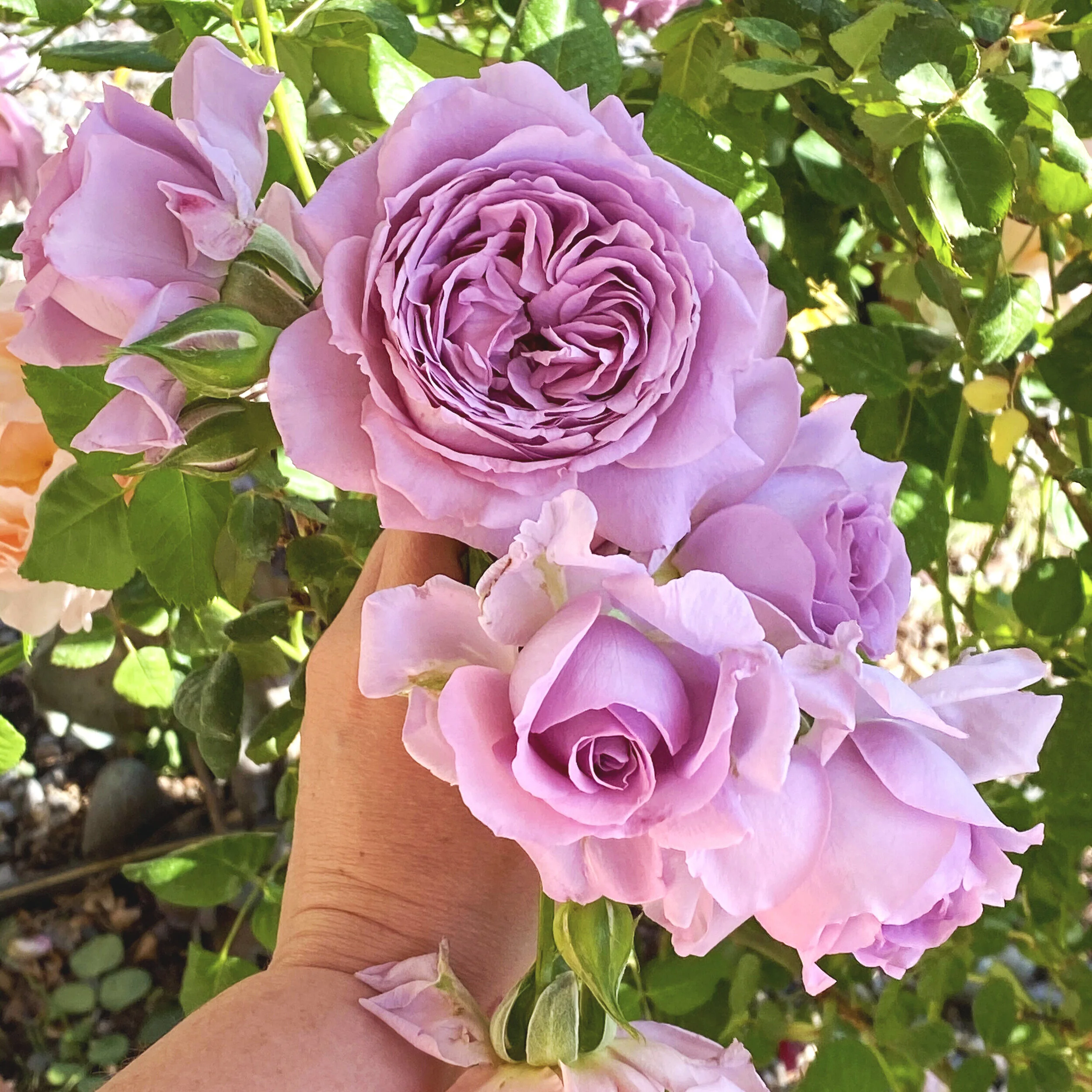 Sustainable Rose Care Johnny Appleseed Organic