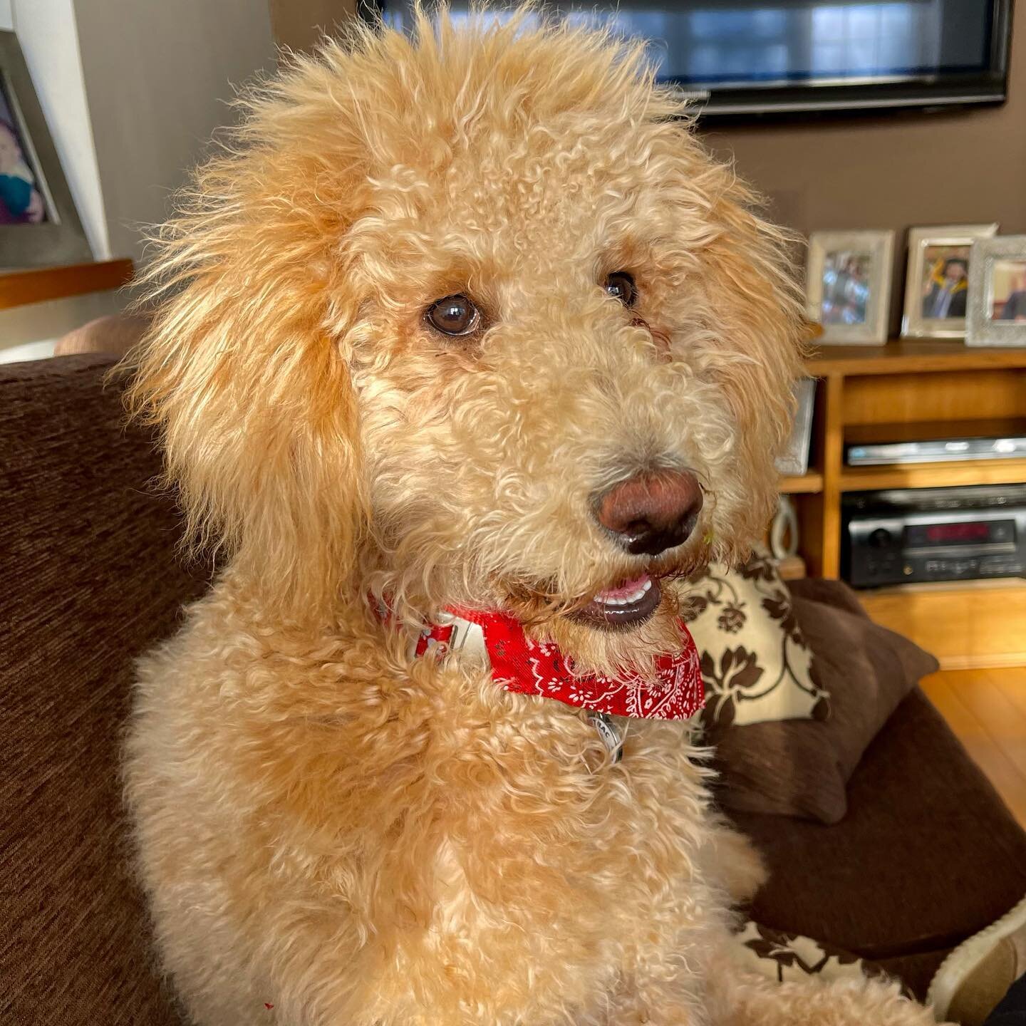 Pickle is enjoying spring @pawliciouslabradoodles