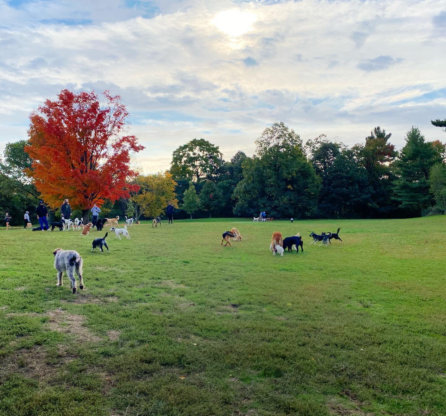 Watching the dogs during off-leash hours at Prospect Park. What&rsquo;s your other therapy?⁣
.⁣
.⁣
.⁣
#mentalhealth #dogsofinstagram #offleash #autumn #folliage #fallcolors #dogtherapy #therapy