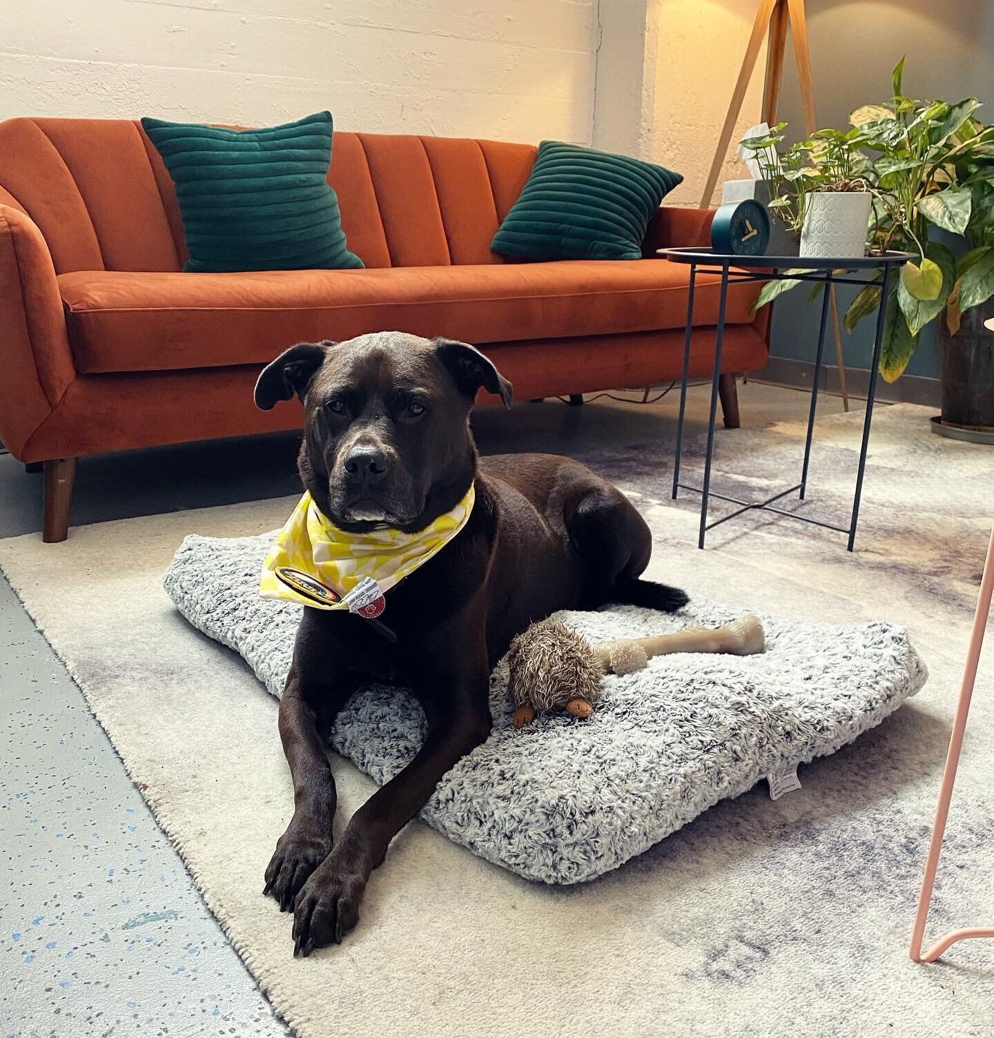 Apollo is so happy to back at the office after 2.5 years! 👏🏻⁣⁣
.⁣⁣
.⁣⁣
.⁣⁣
#therapydog #dogsofinstagram #backintheoffice #therapy #insession #mentalhealth