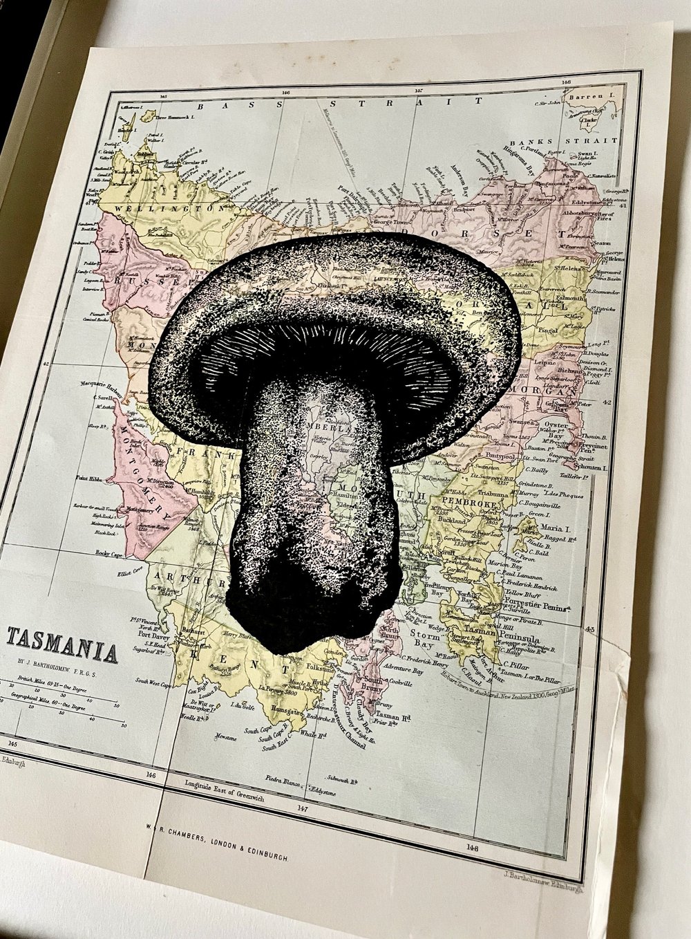 Tasmania ~ 1900 — William Butcher