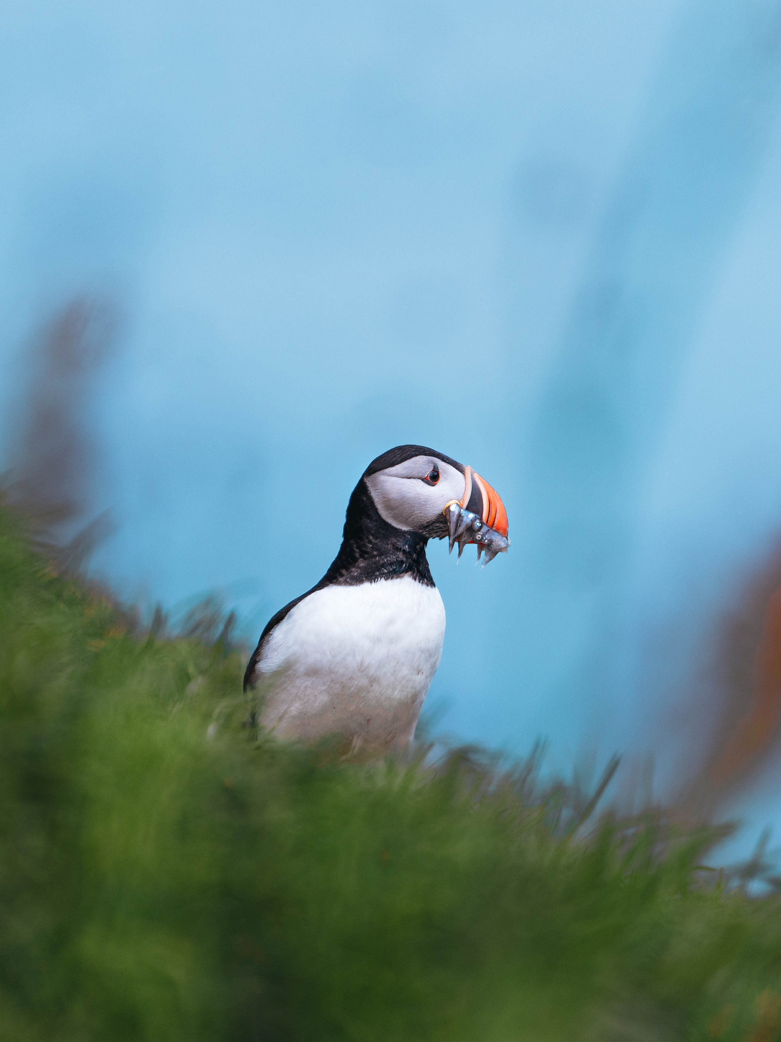 Sony_Iceland_22-239-2.jpg