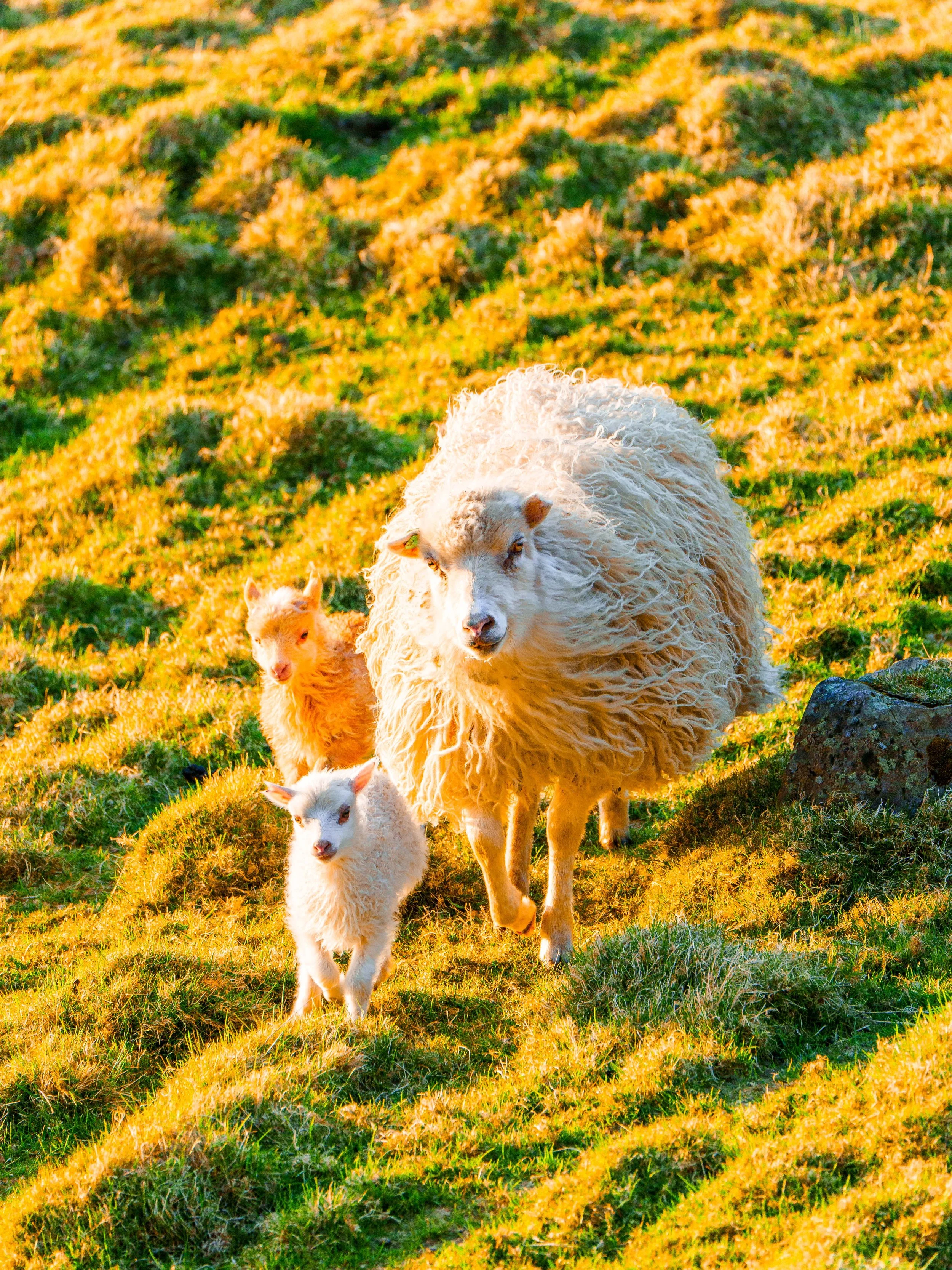  Faroe Islands 