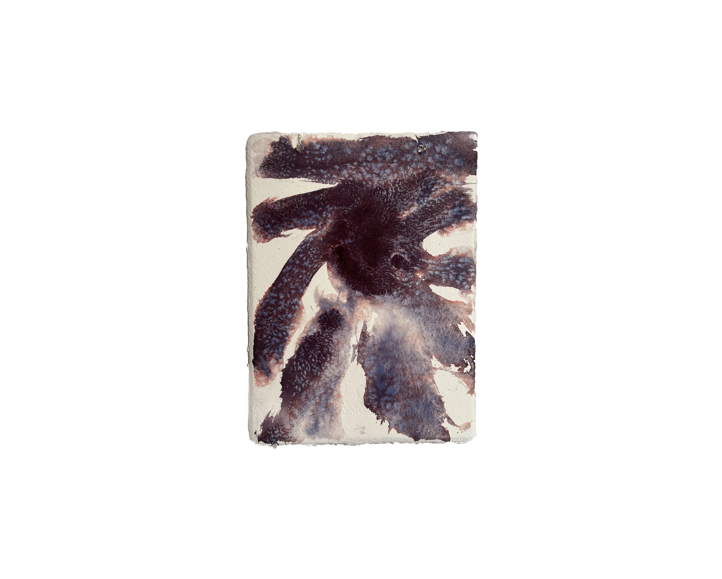 Jazz & Brown, 2024 Watercolour on paper 14.8 x 21cm.jpg