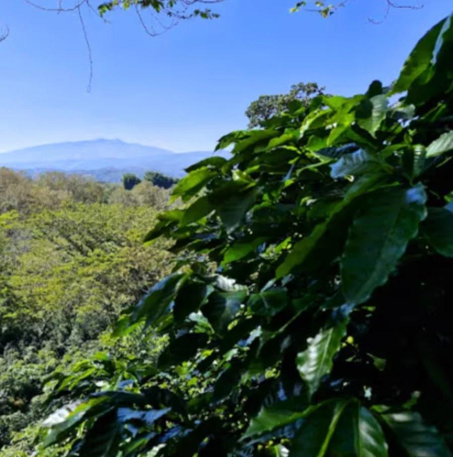 Mexico, Finca Fatima Especial