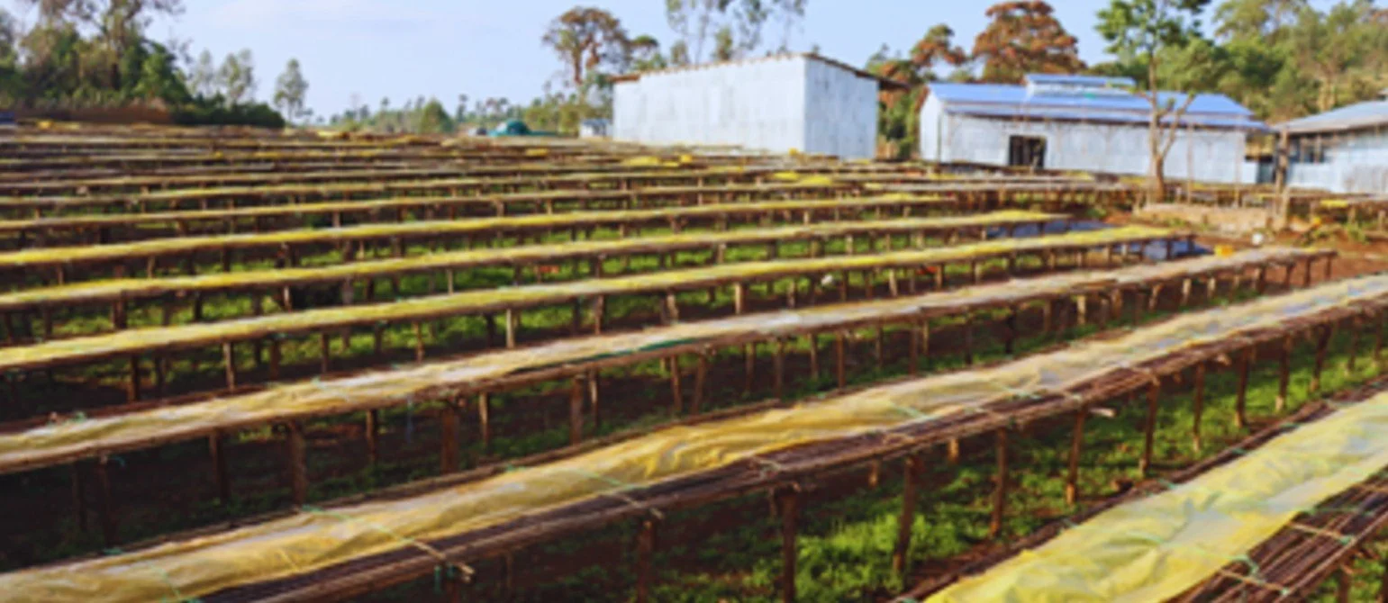 Ethiopian, Guji Uraga (ORGANIC)