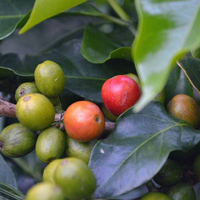 java coffee.jpg