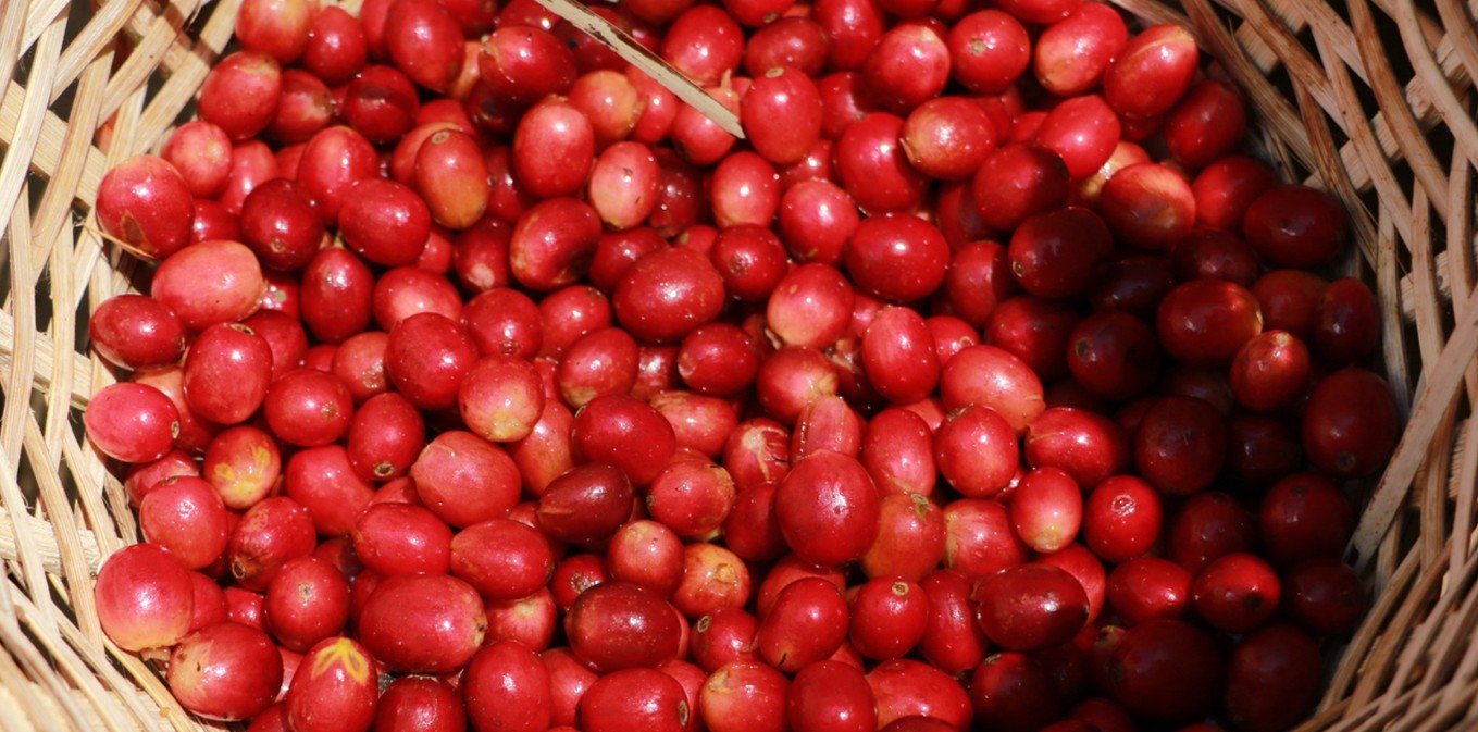 Honduras (ORGANIC) (DECAF)