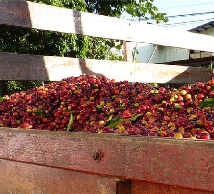 Costa Rica Tarrazú San Diego