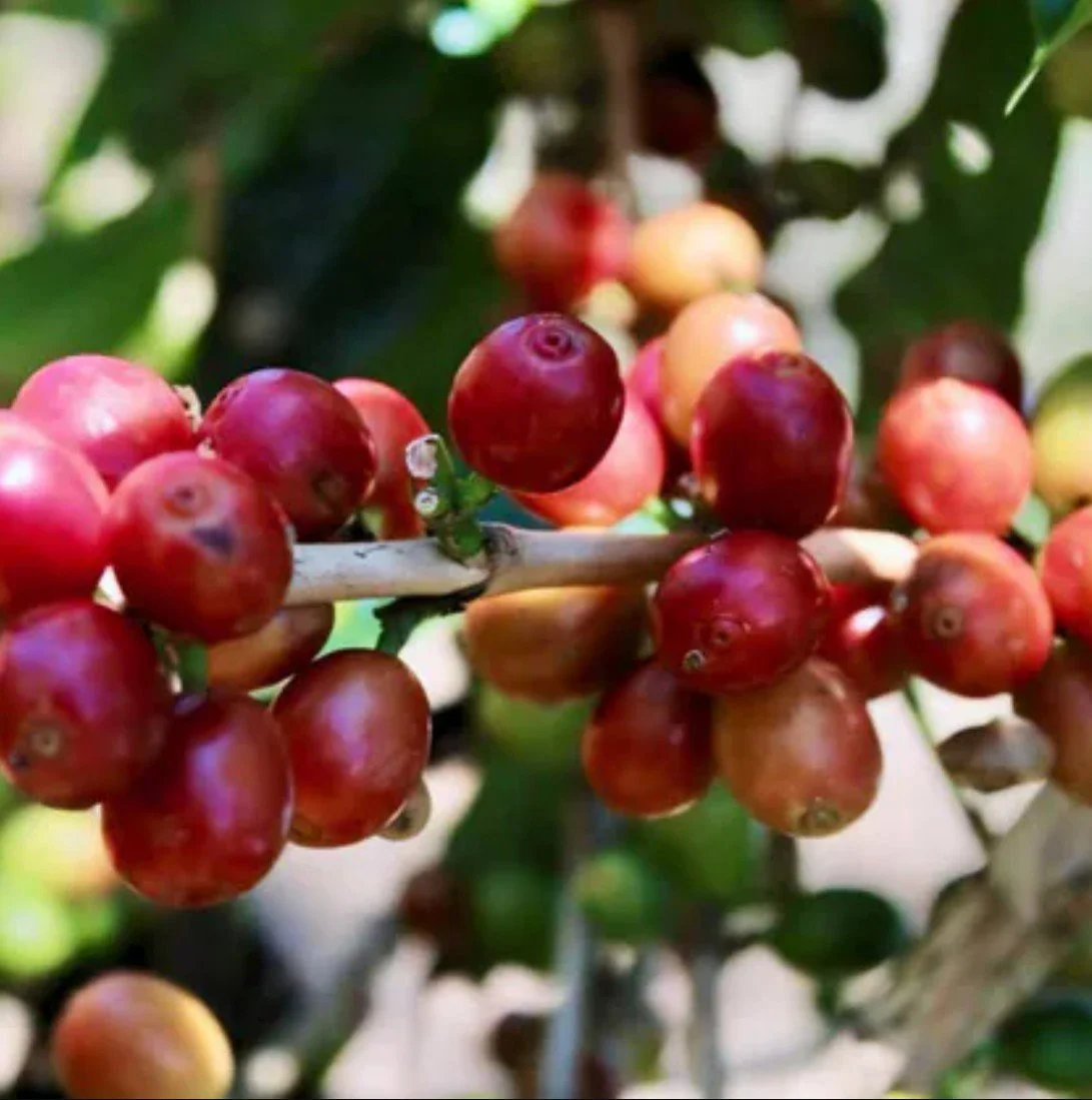 West Java, Blue Batavia