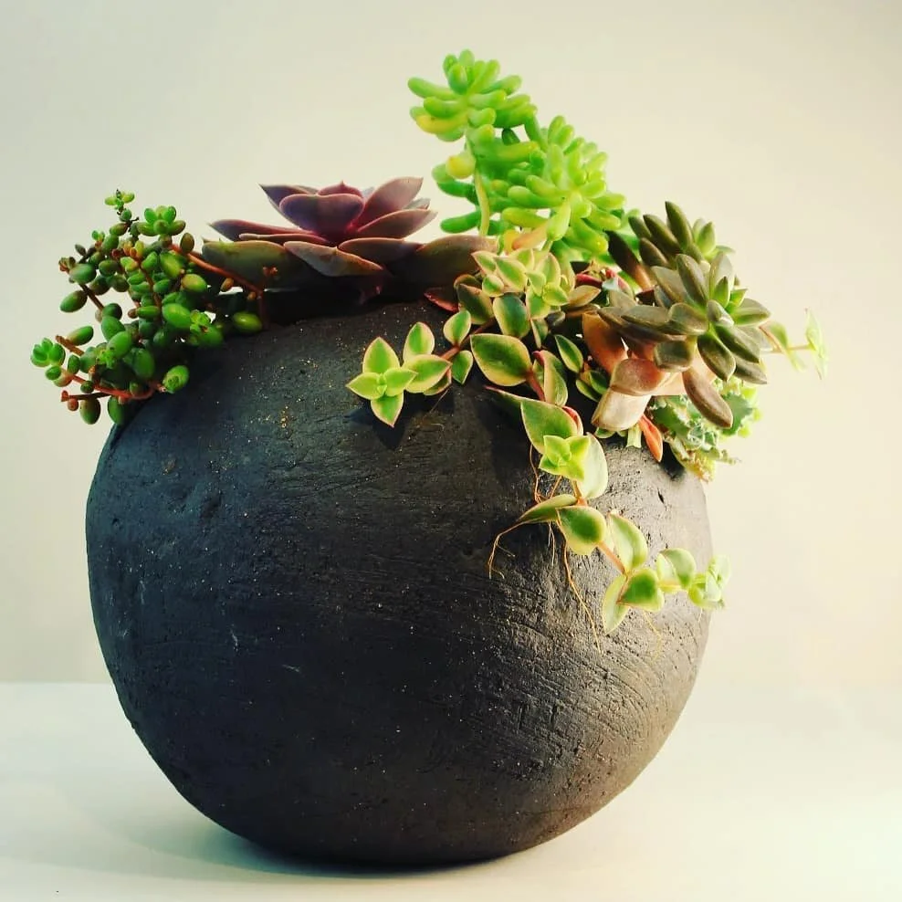 It's amazing how exuberantly the plants have grown in this black globe planter! Available via our new online shop.