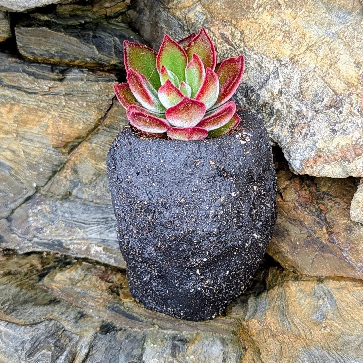 Little Chunkie from the Habitat collection on location in Cornwall with thanks to @surreal_succulents