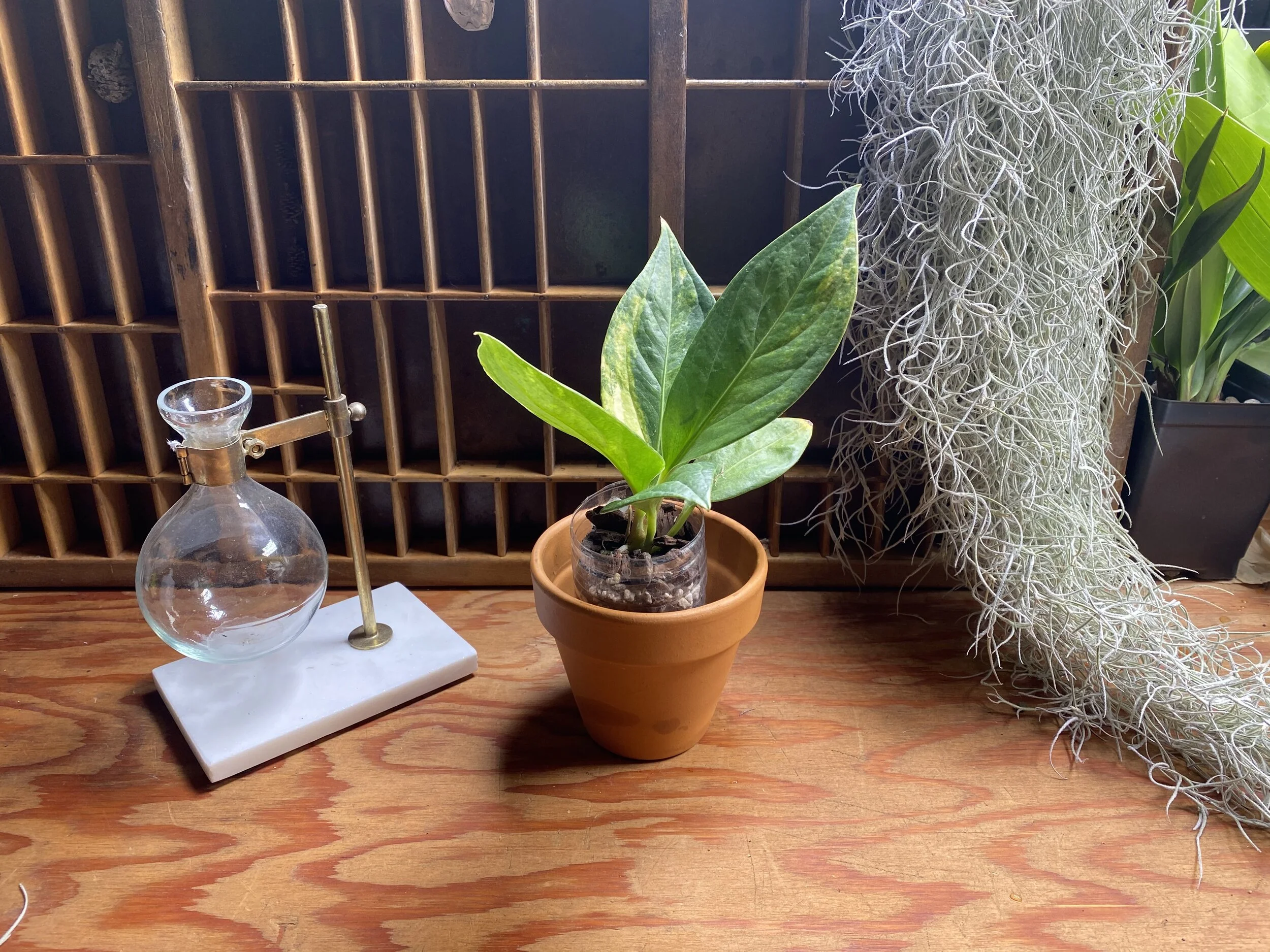 anubias bonsai Anubias Nana Bonsai – Houston Aqua main image 1