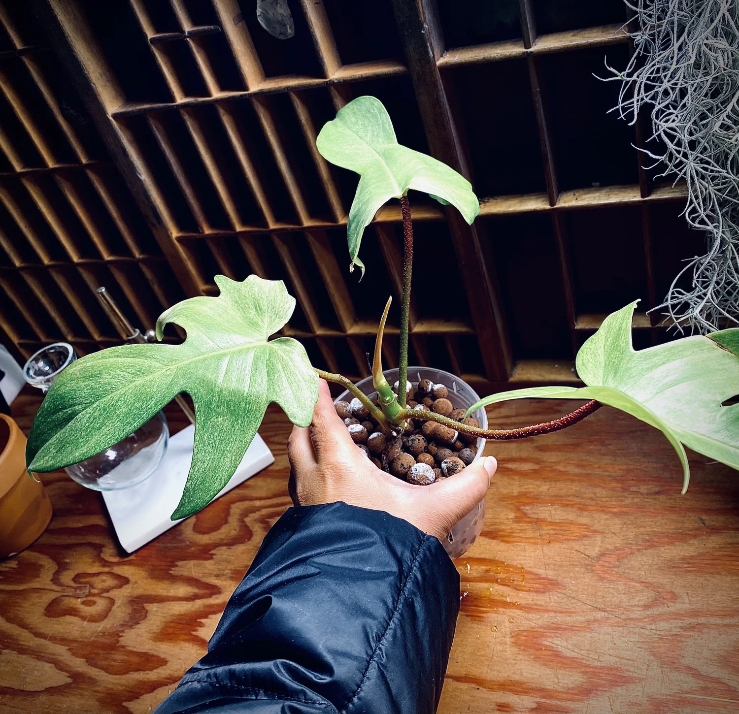 Philodendron 'Florida Ghost'  Botanical Latin