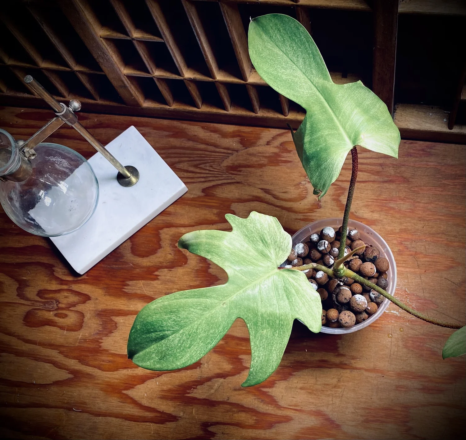 Philodendron 'Florida Ghost'  Botanical Latin