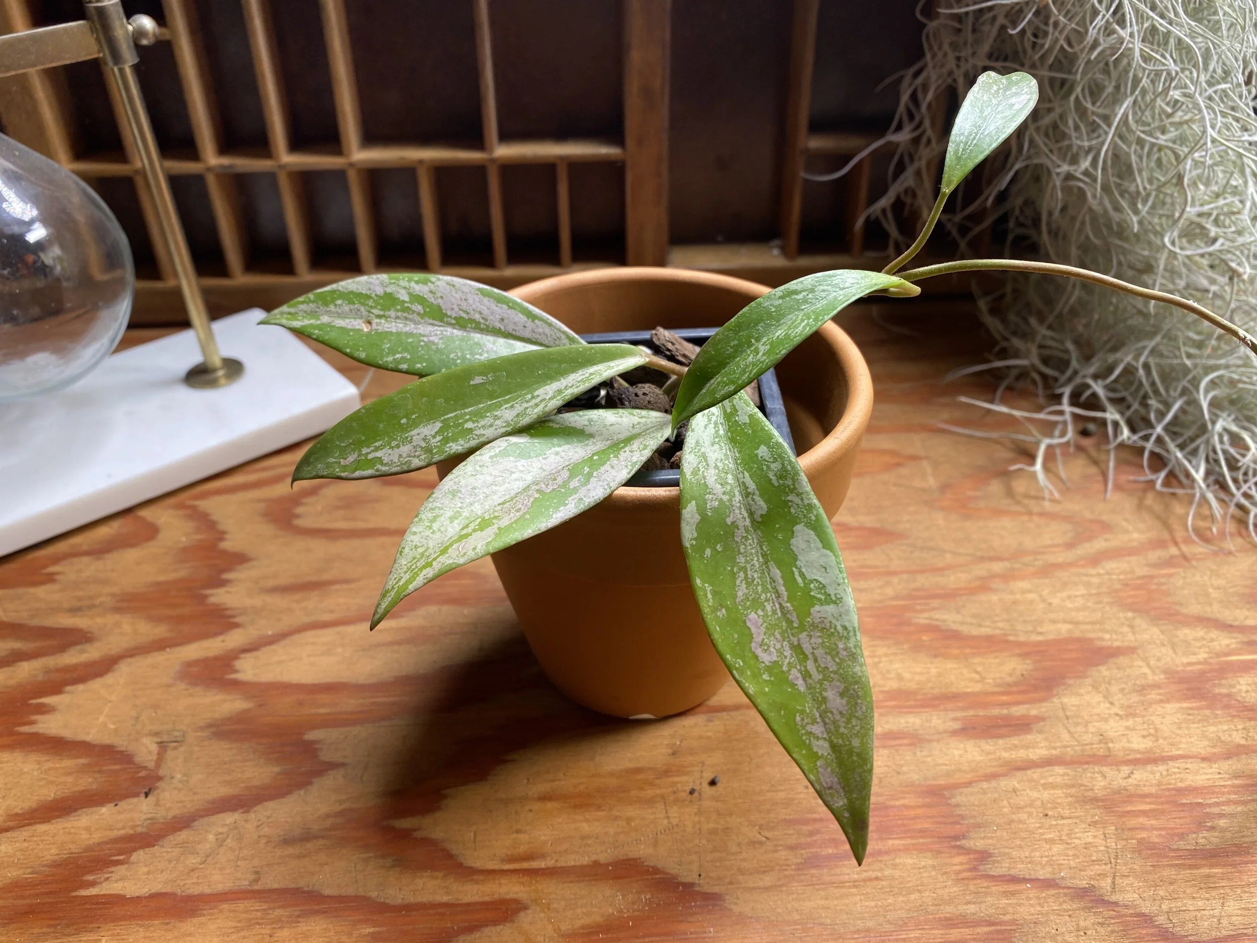 Hoya pubicalyx 'Super Splash' — Botanical Latin