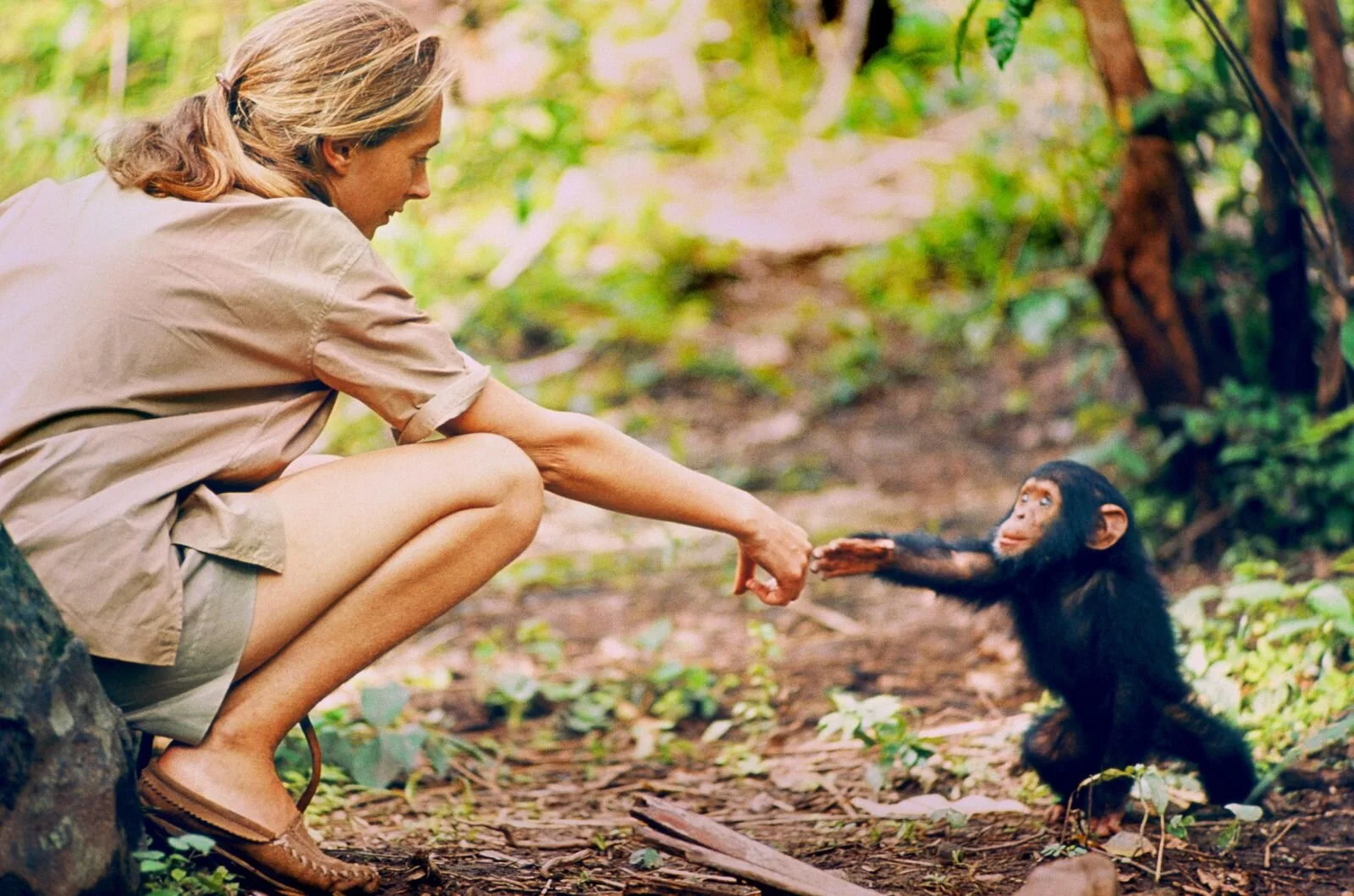Scientist Spotlight: Jane Goodall