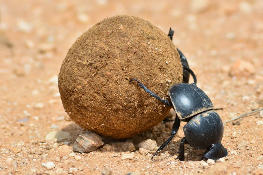 Be like a dung beetle